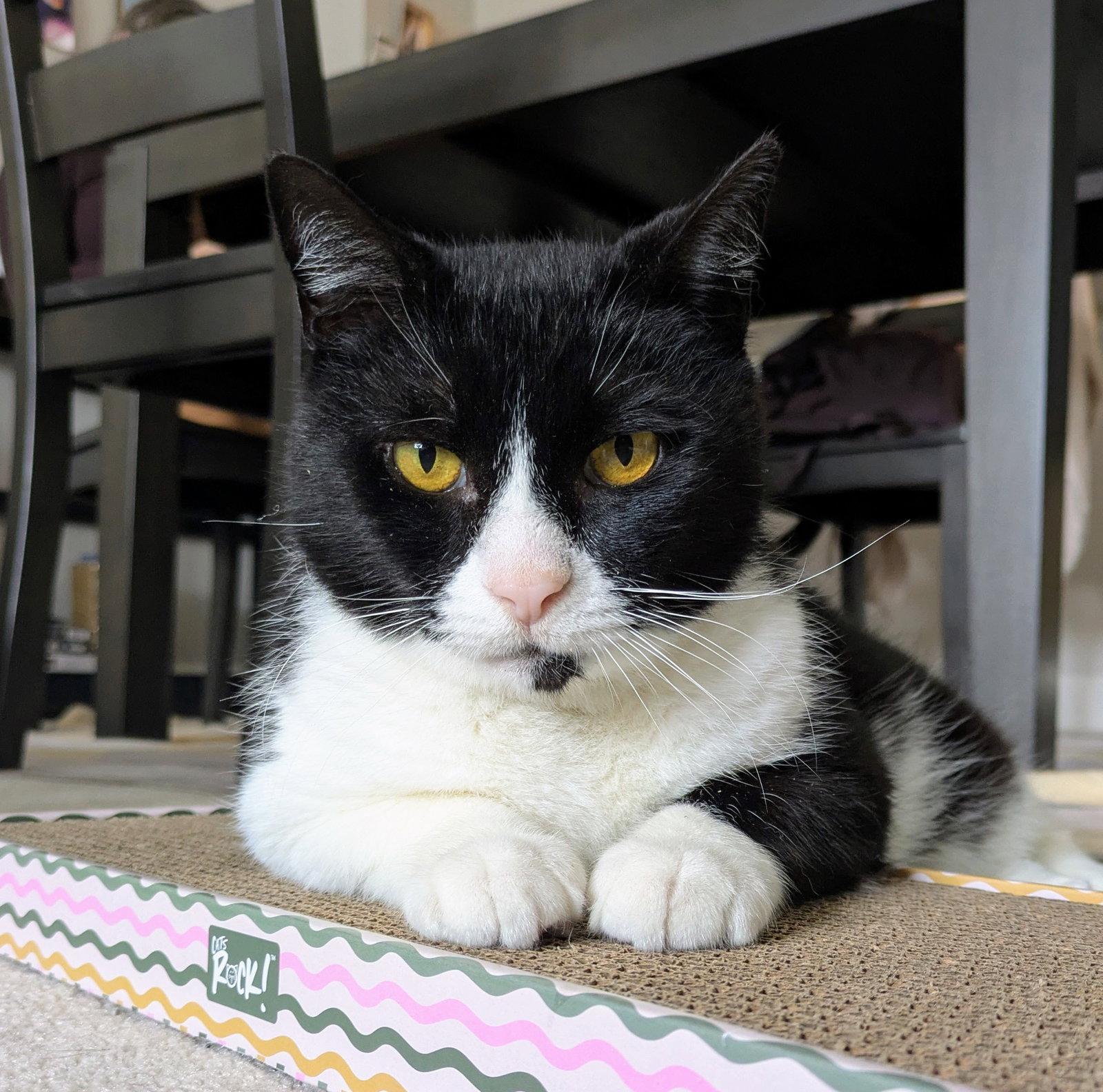 Enlarge Tennessee, a Adoptable Domestic Short Hair in Reston, VA image 2/3