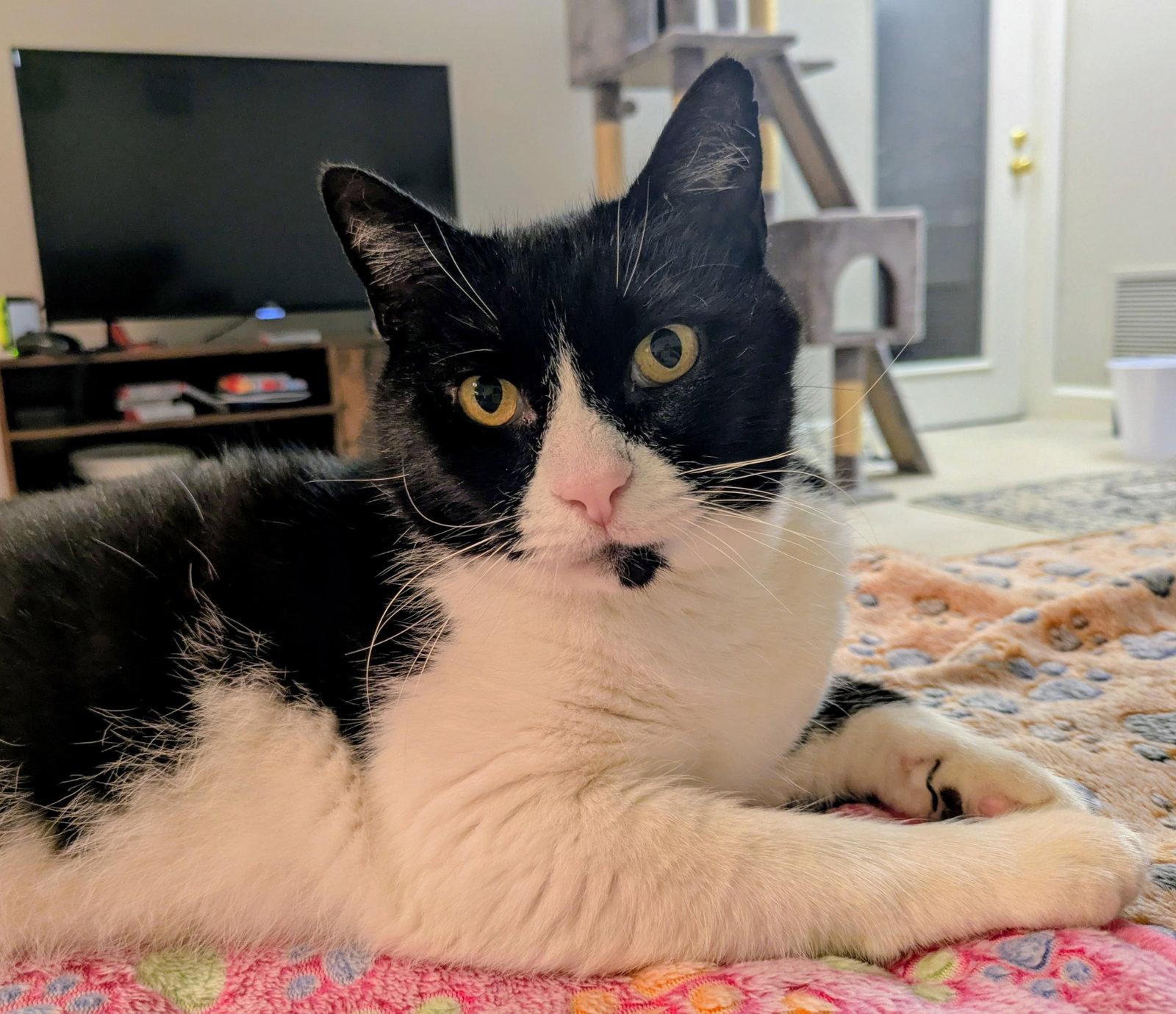 Enlarge Tennessee, a Adoptable Domestic Short Hair in Reston, VA image 3/3