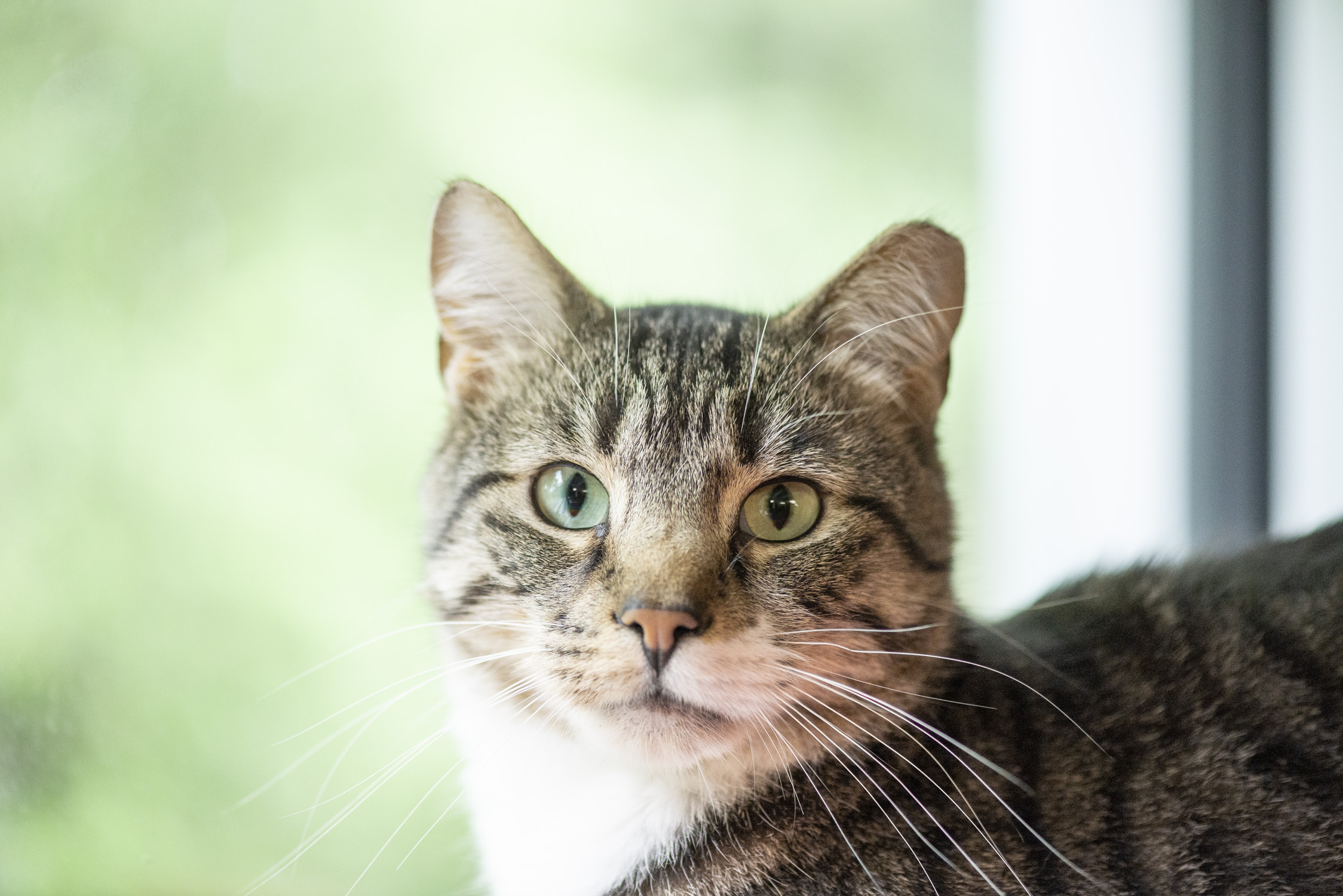 Petrie, a Adoptable Domestic Short Hair image 1/2