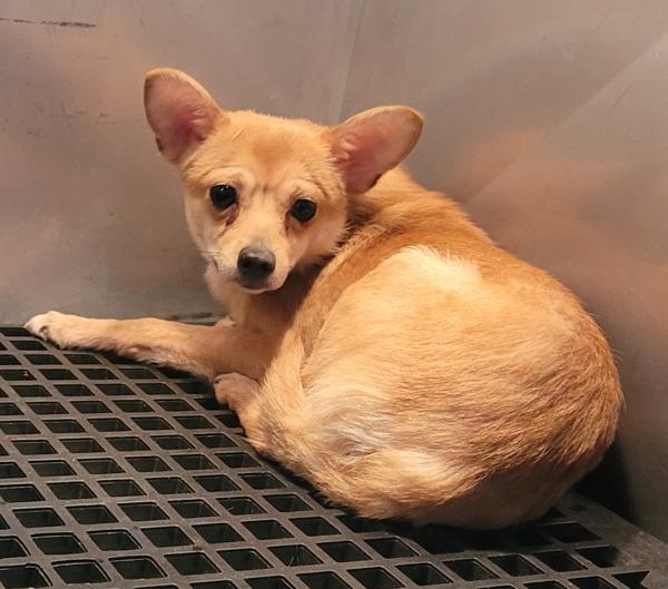 In Foster (c) Salsa, Adoptable, Adult Male Chihuahua.