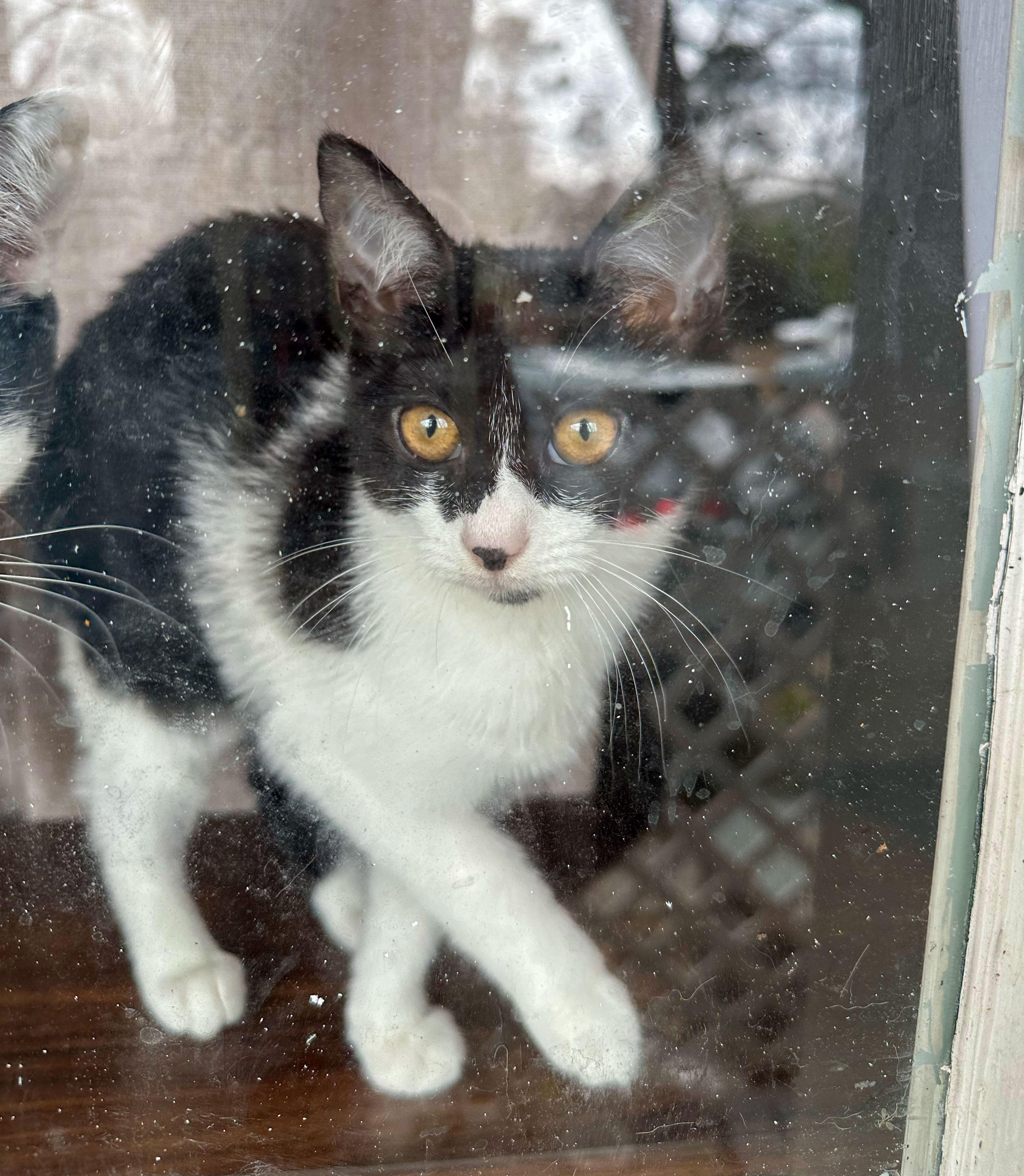 Marilyn — thumbnail 3