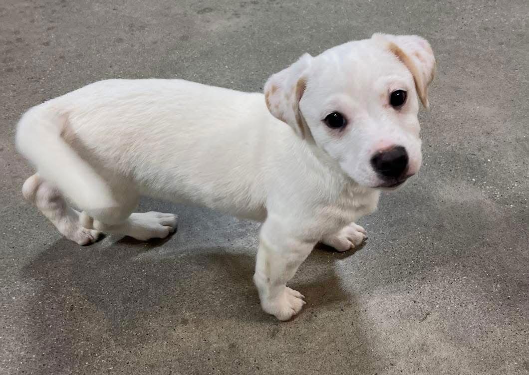 Butter, Adoptable, Young Male Mixed Breed.