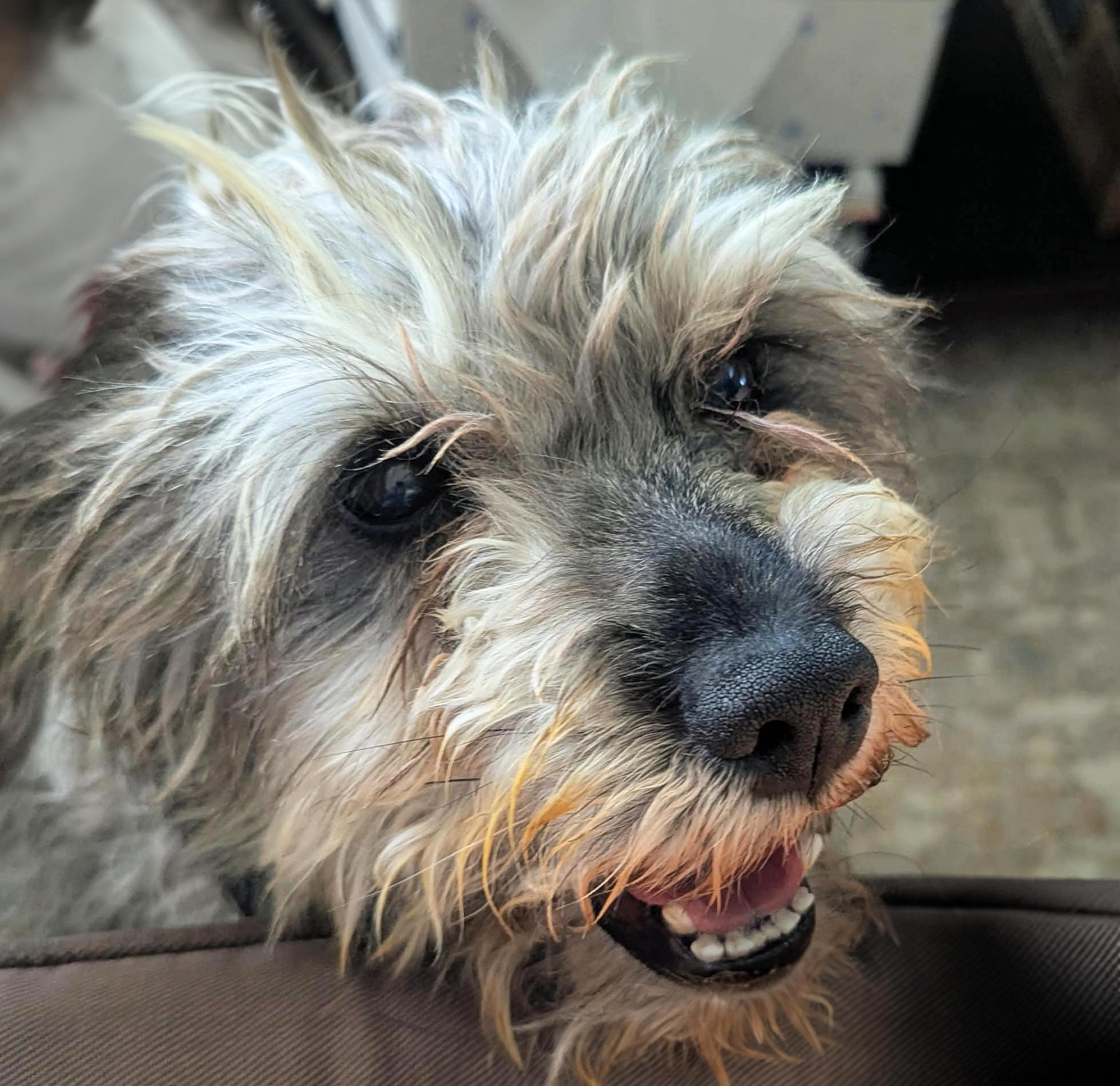 Enlarge Gentle Lil Mr Graham, WOW, an adopted Schnauzer in Albuquerque, NM image 1/1