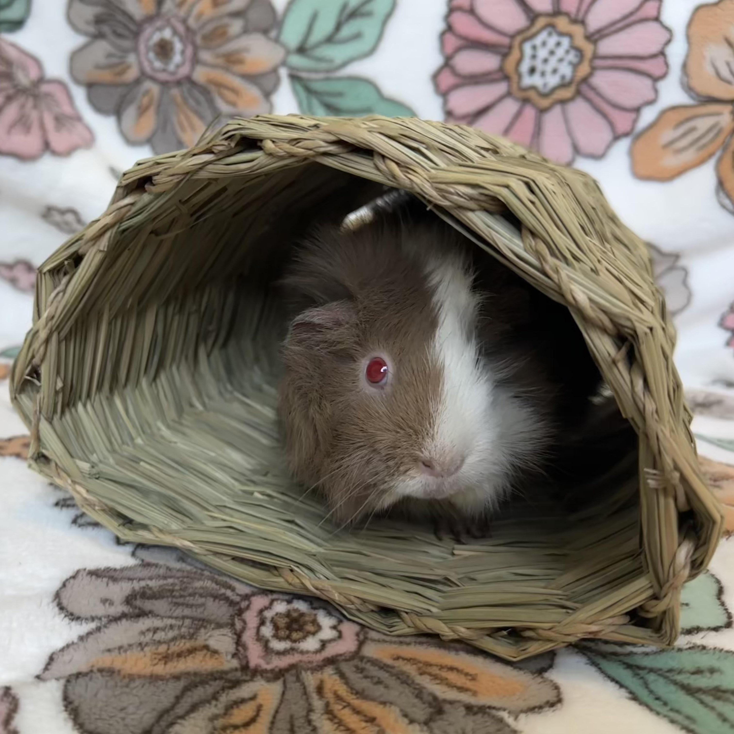 Enlarge Sugar & PomPom, a Adopted Guinea Pig in Grand Rapids, MI image 2/4