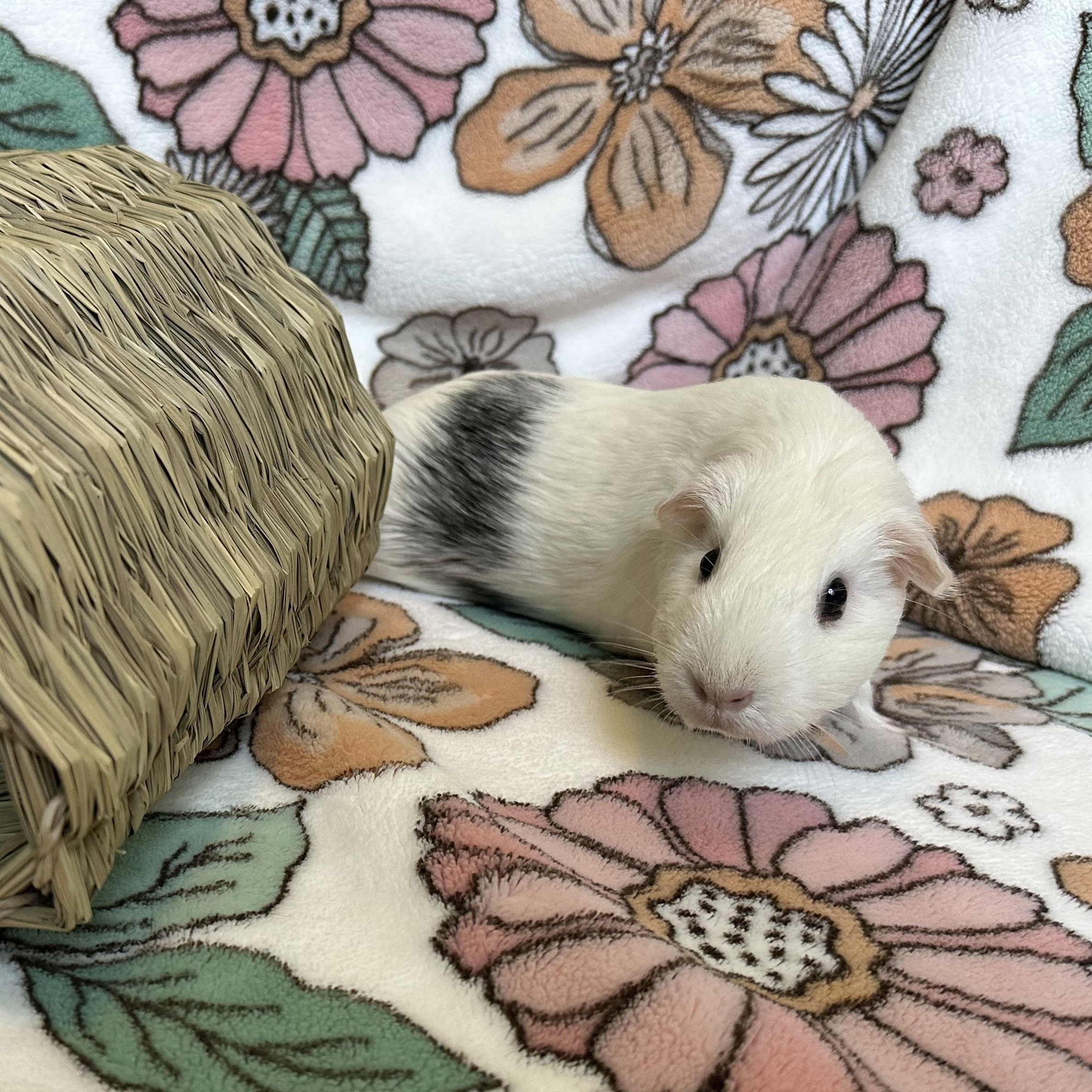 Enlarge Sugar & PomPom, a Adopted Guinea Pig in Grand Rapids, MI image 4/4