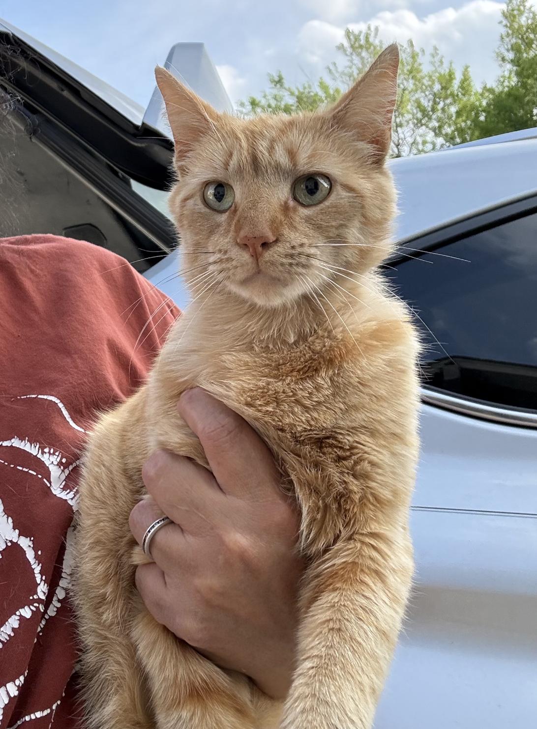 Missy Marigold, Adopted, Adult Female Domestic Short Hair.