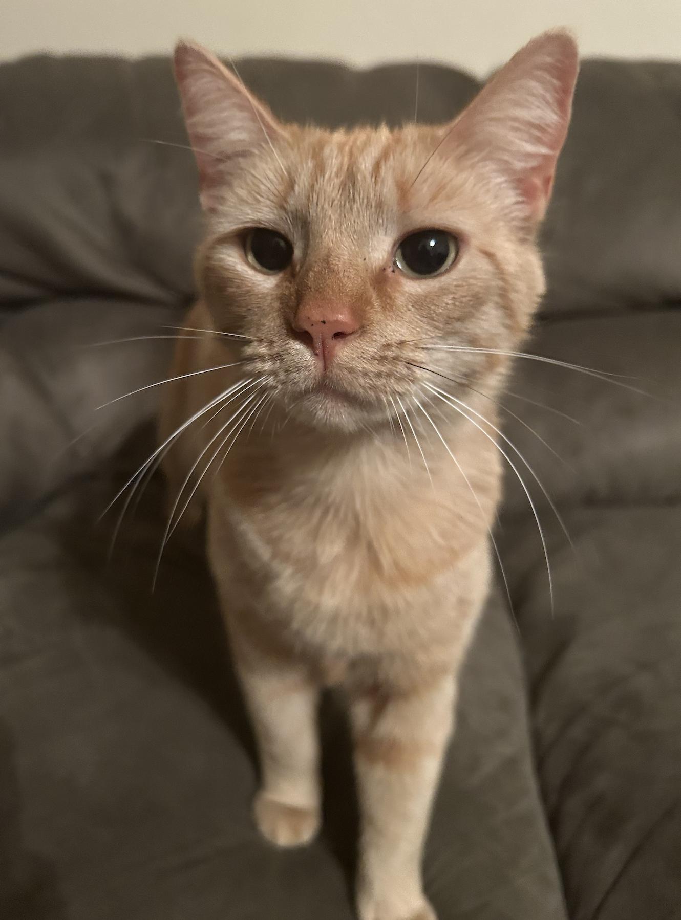 Enlarge Missy Marigold, a Adopted Domestic Short Hair in Frisco, TX image 2/2
