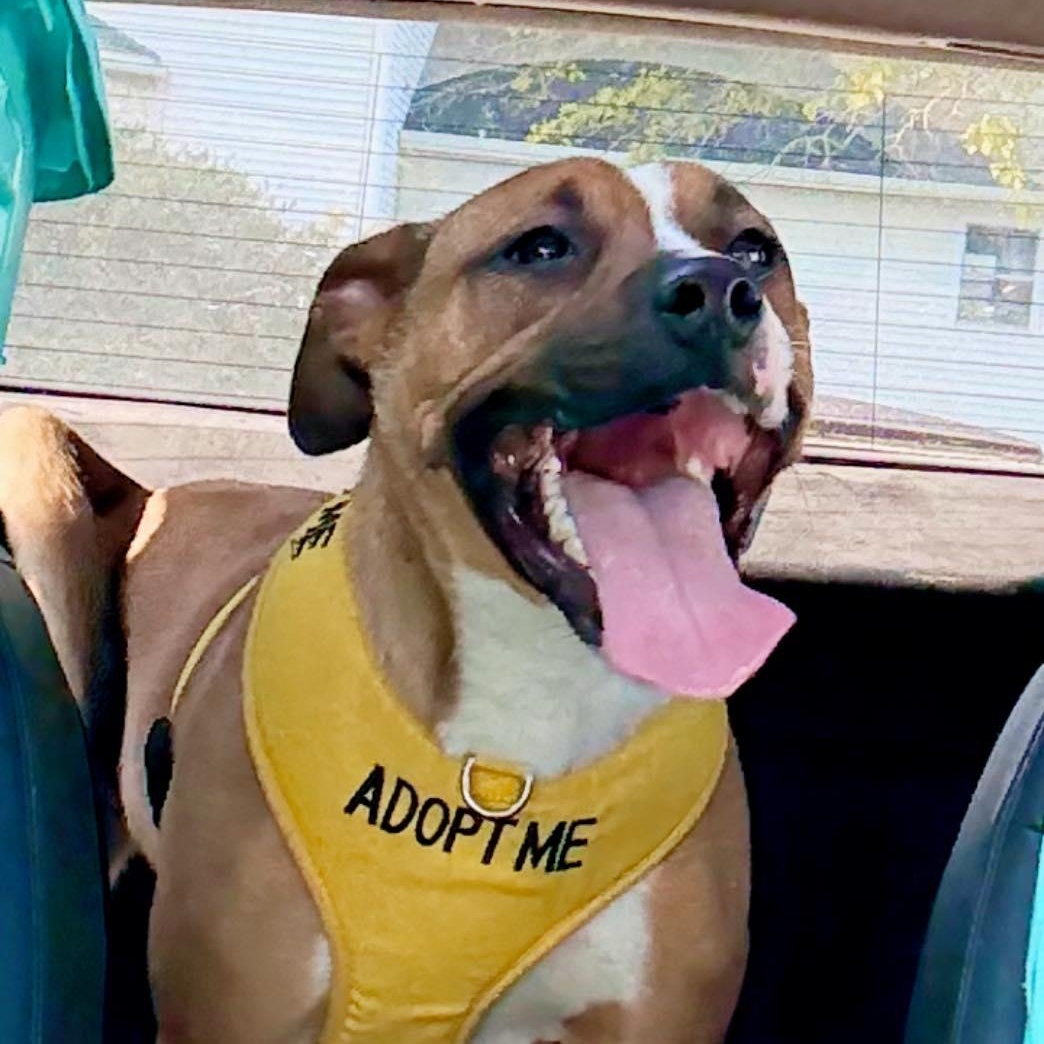 Enlarge Loki, a Adoptable Mixed Breed in Mount Sterling, IL image 2/2