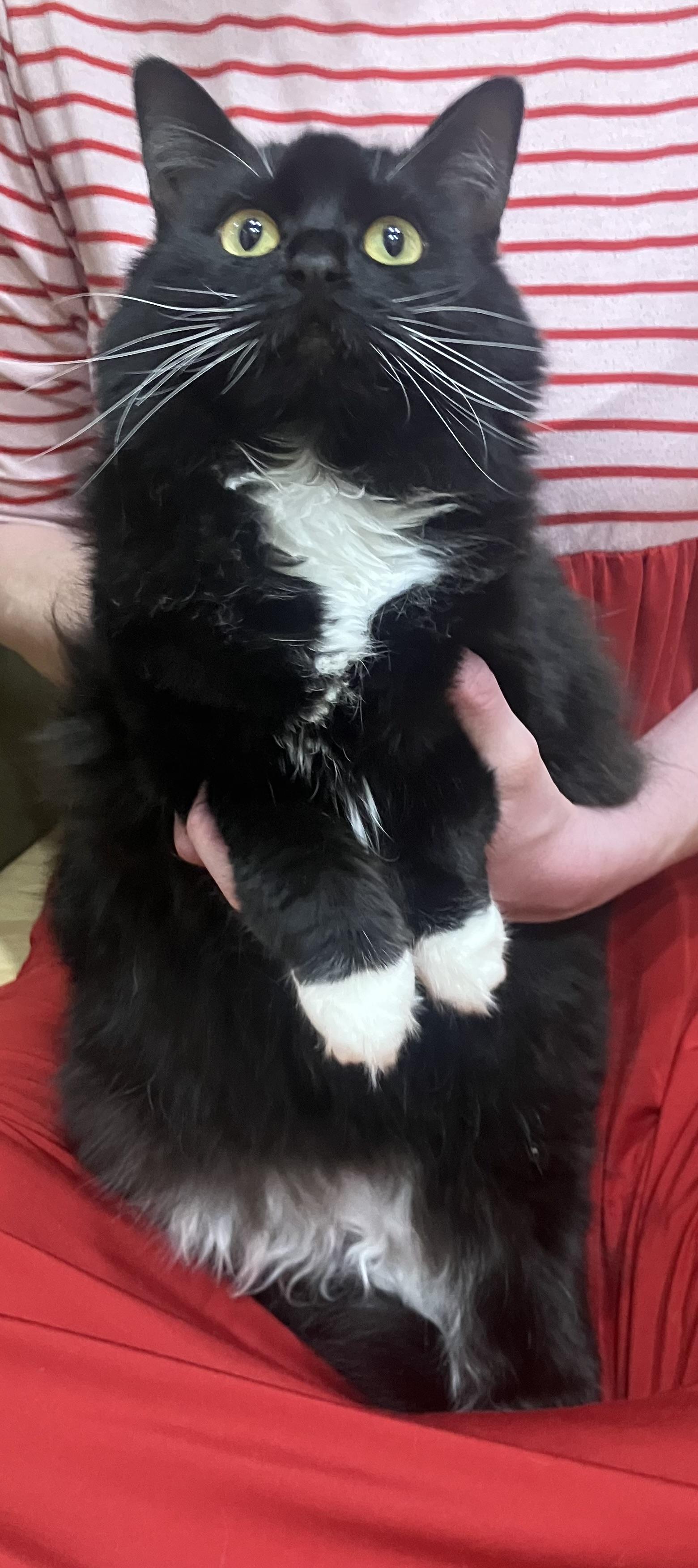 Enlarge Katniss , a ADOPTABLE Tuxedo in Hillsboro, OR image 3/5