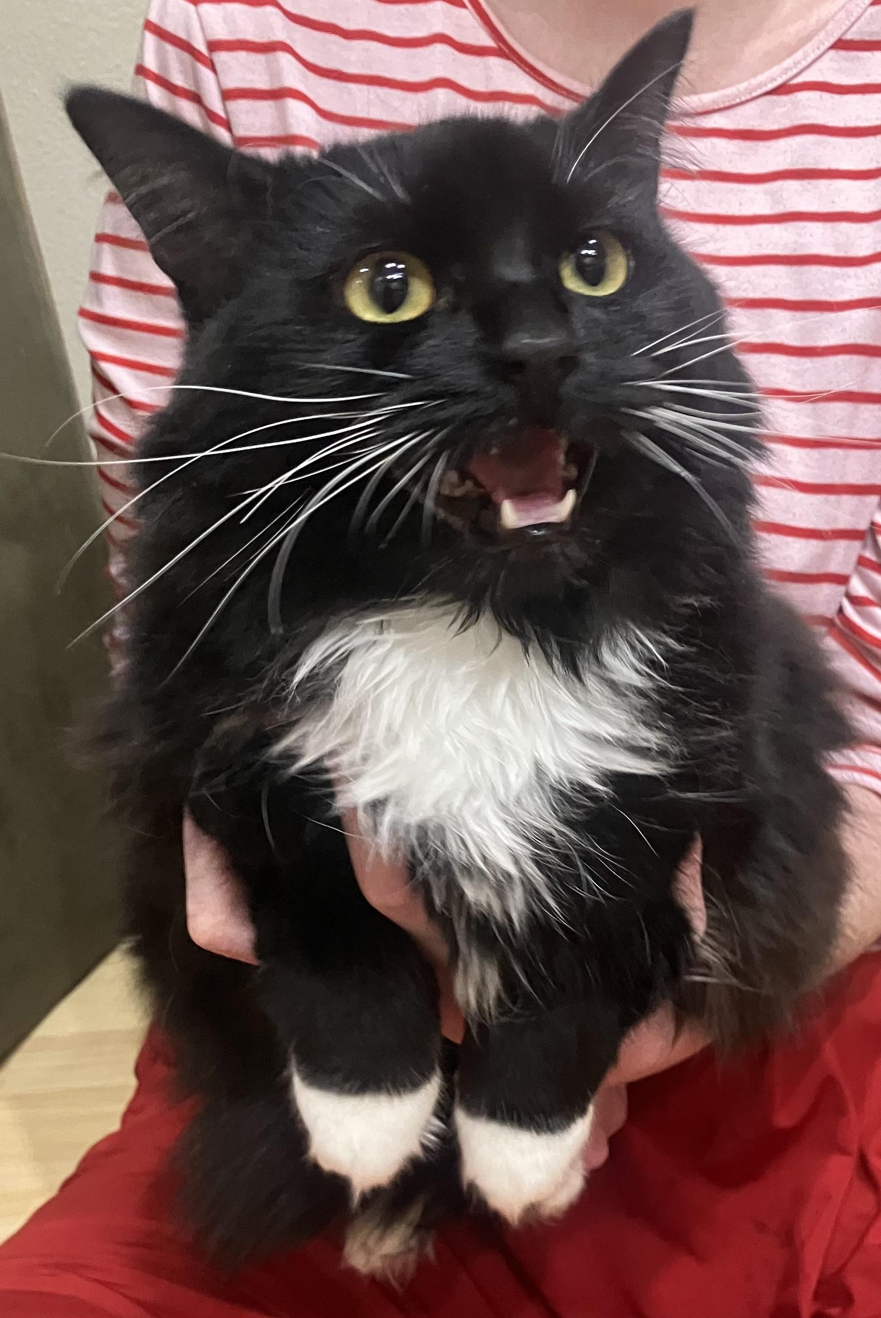 Enlarge Katniss , a ADOPTABLE Tuxedo in Hillsboro, OR image 2/5