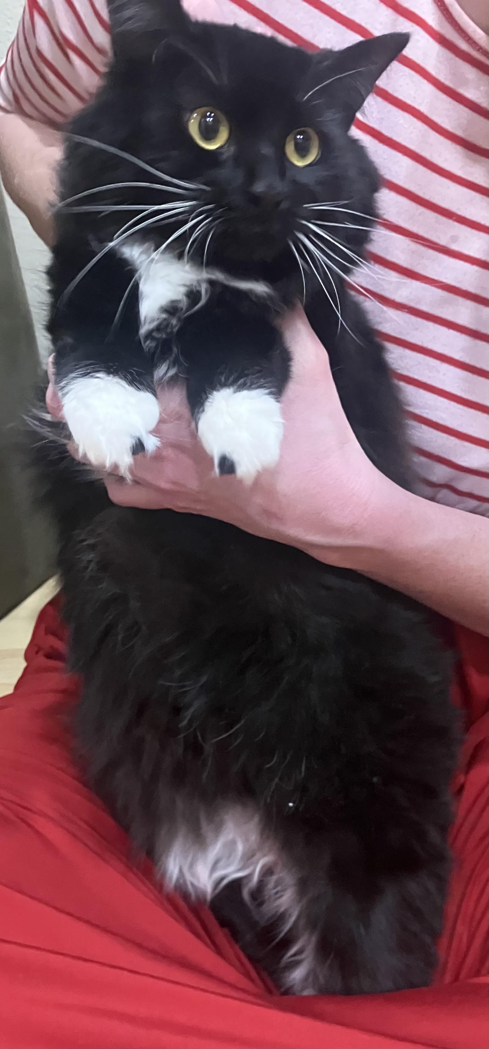 Enlarge Katniss , a ADOPTABLE Tuxedo in Hillsboro, OR image 4/5
