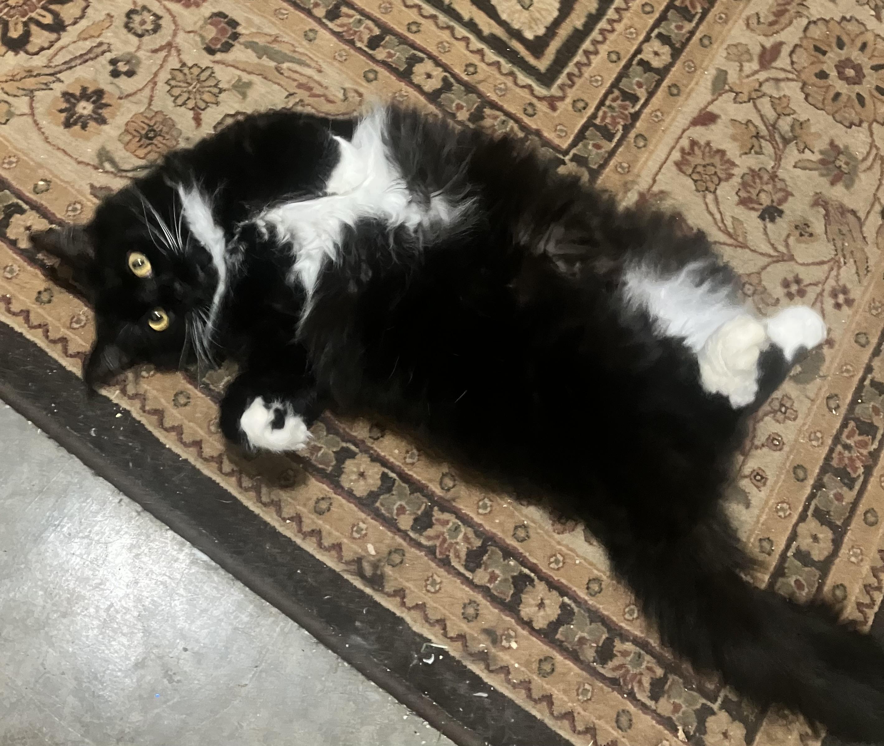 Katniss , ADOPTABLE, Adult Female Tuxedo.