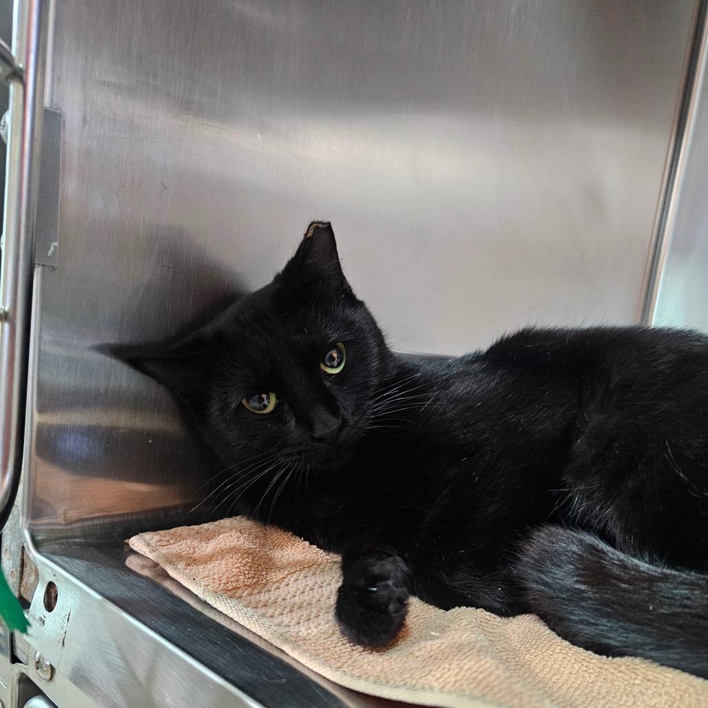 Minnie, Adoptable, Young Female Domestic Short Hair.