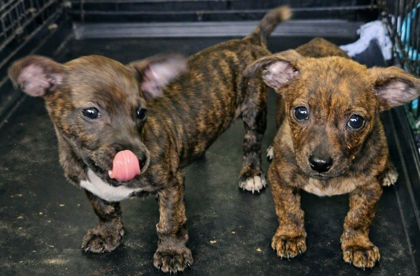 Enlarge RENEE, a Adopted mixed breed in Browns Mills, NJ image 2/4