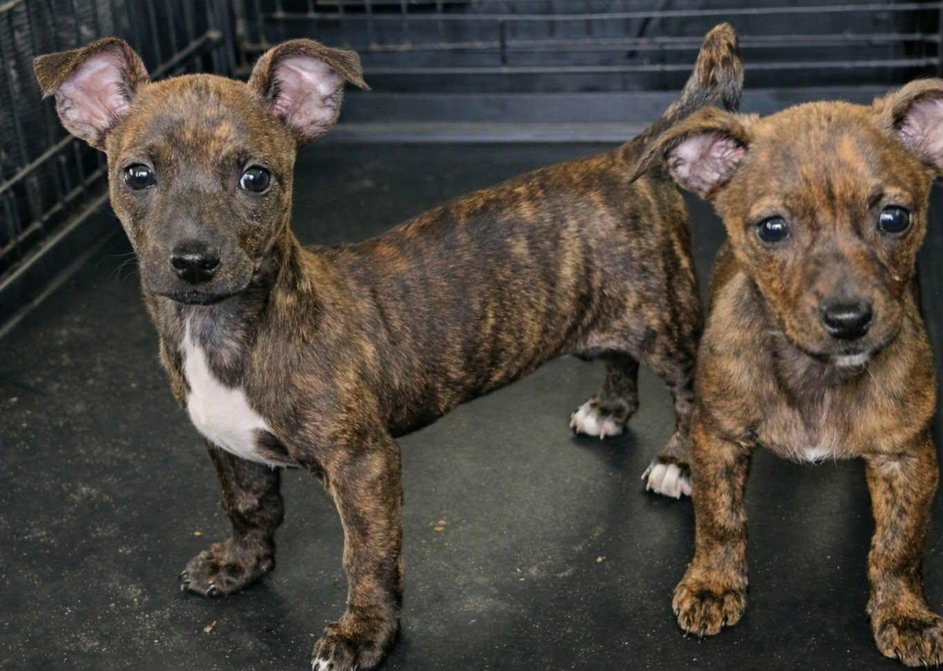 Enlarge RENEE, a Adopted mixed breed in Browns Mills, NJ image 3/4