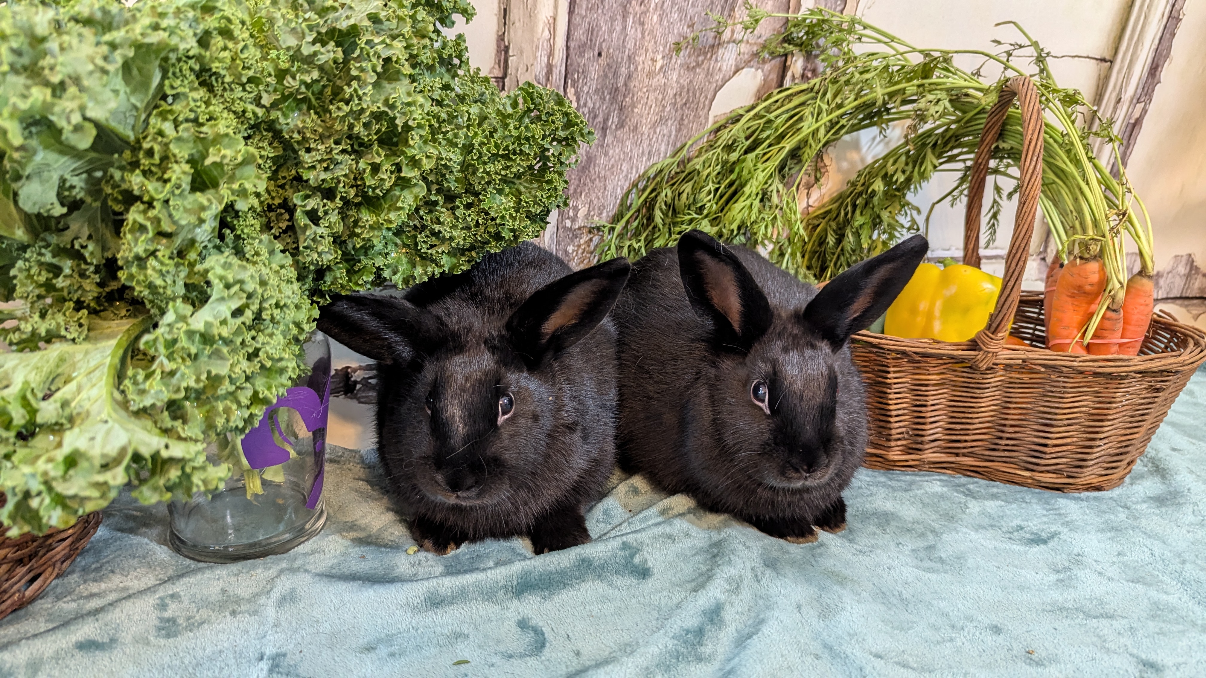 Dawn and Joyce, a Adoptable mixed breed in Coralville, IA image 1/3