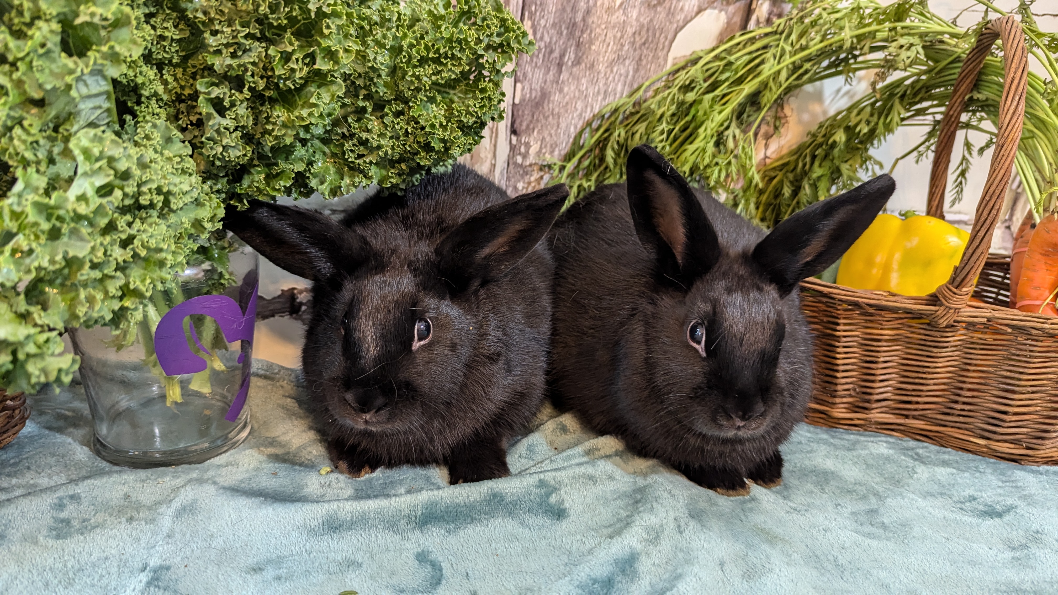Dawn and Joyce, a Adoptable mixed breed in Coralville, IA image 2/3