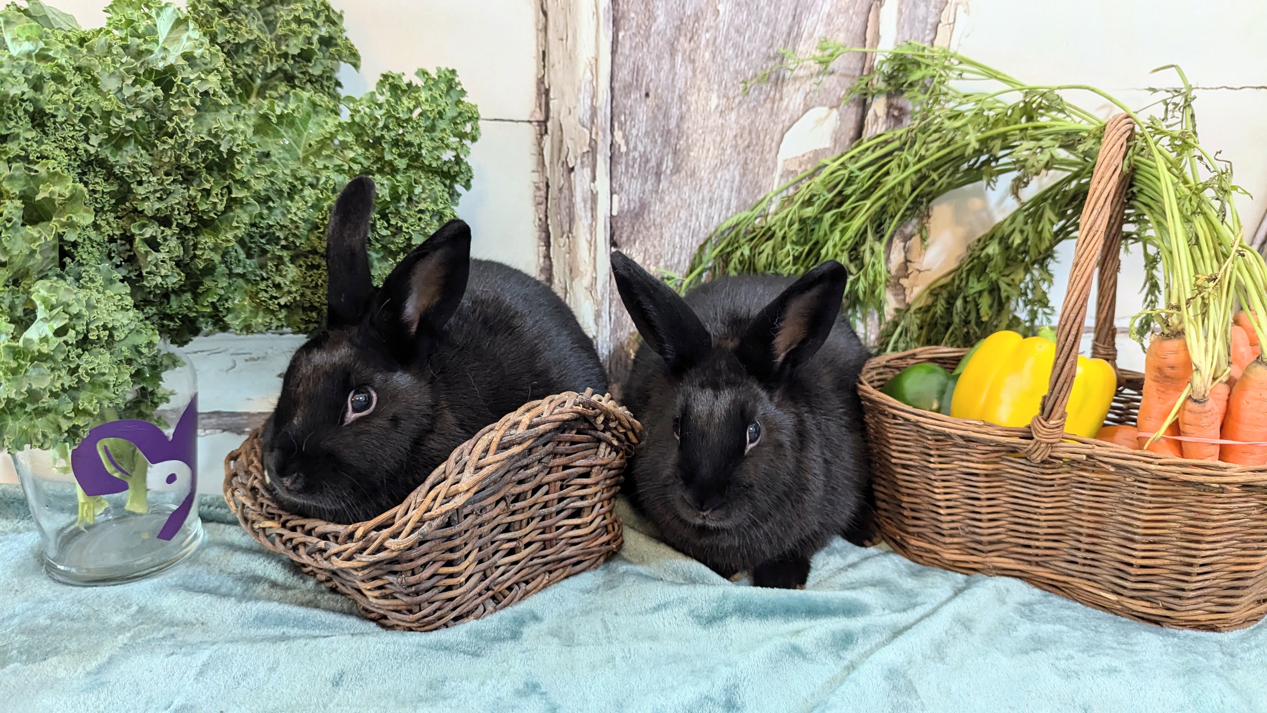 Dawn and Joyce, a Adoptable mixed breed in Coralville, IA image 3/3