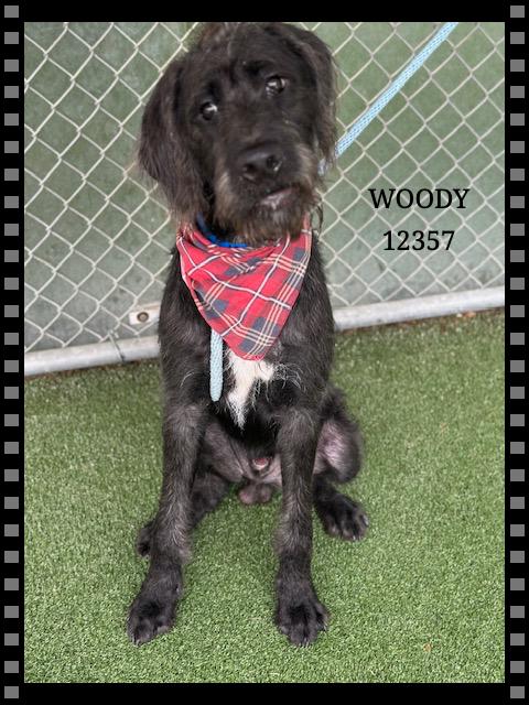 WOODY