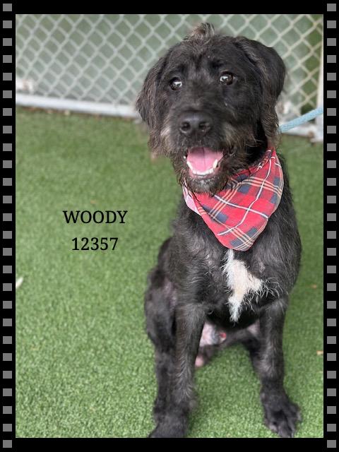 WOODY