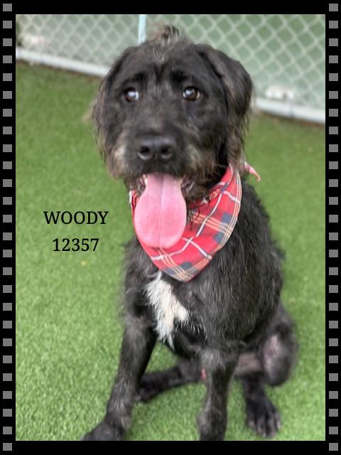 WOODY