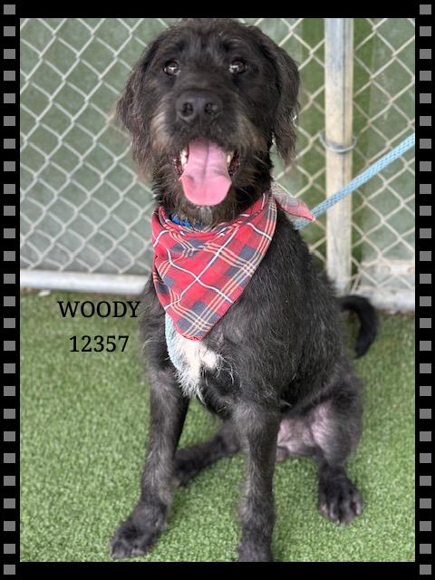 WOODY