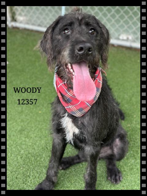 WOODY