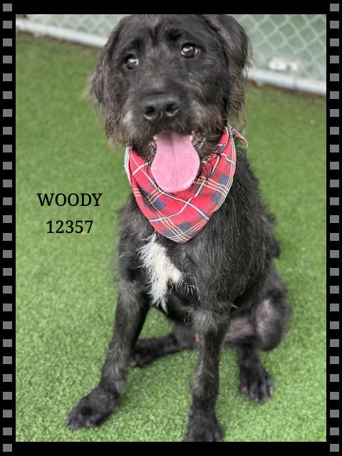 WOODY
