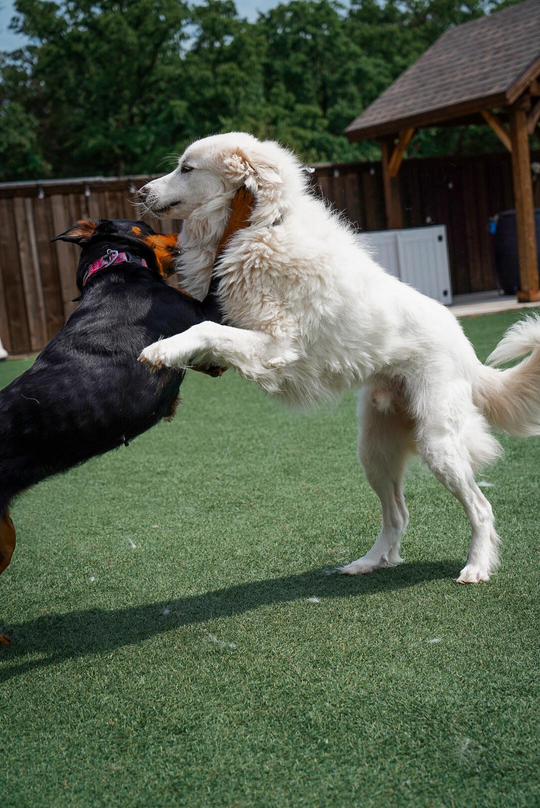 Enlarge Doug, a Adoptable Great Pyrenees in Mckinney, TX image 5/5