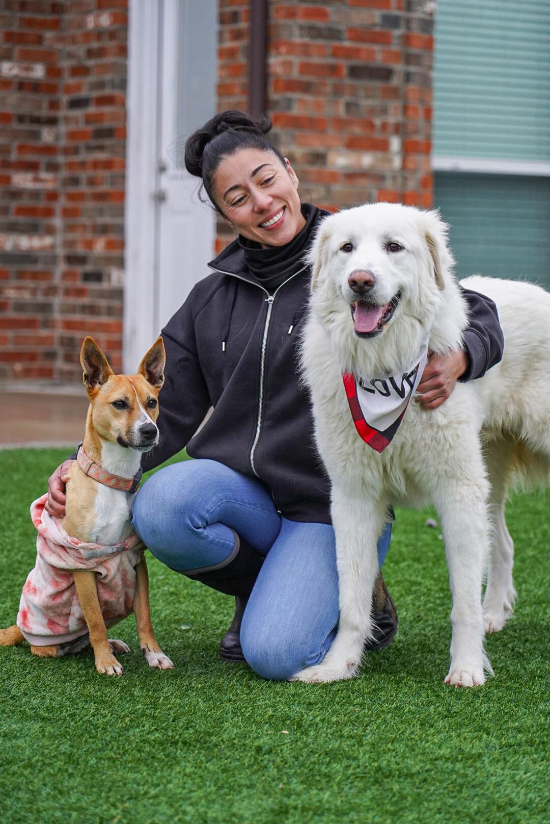 Enlarge Doug, a Adoptable Great Pyrenees in Mckinney, TX image 2/5