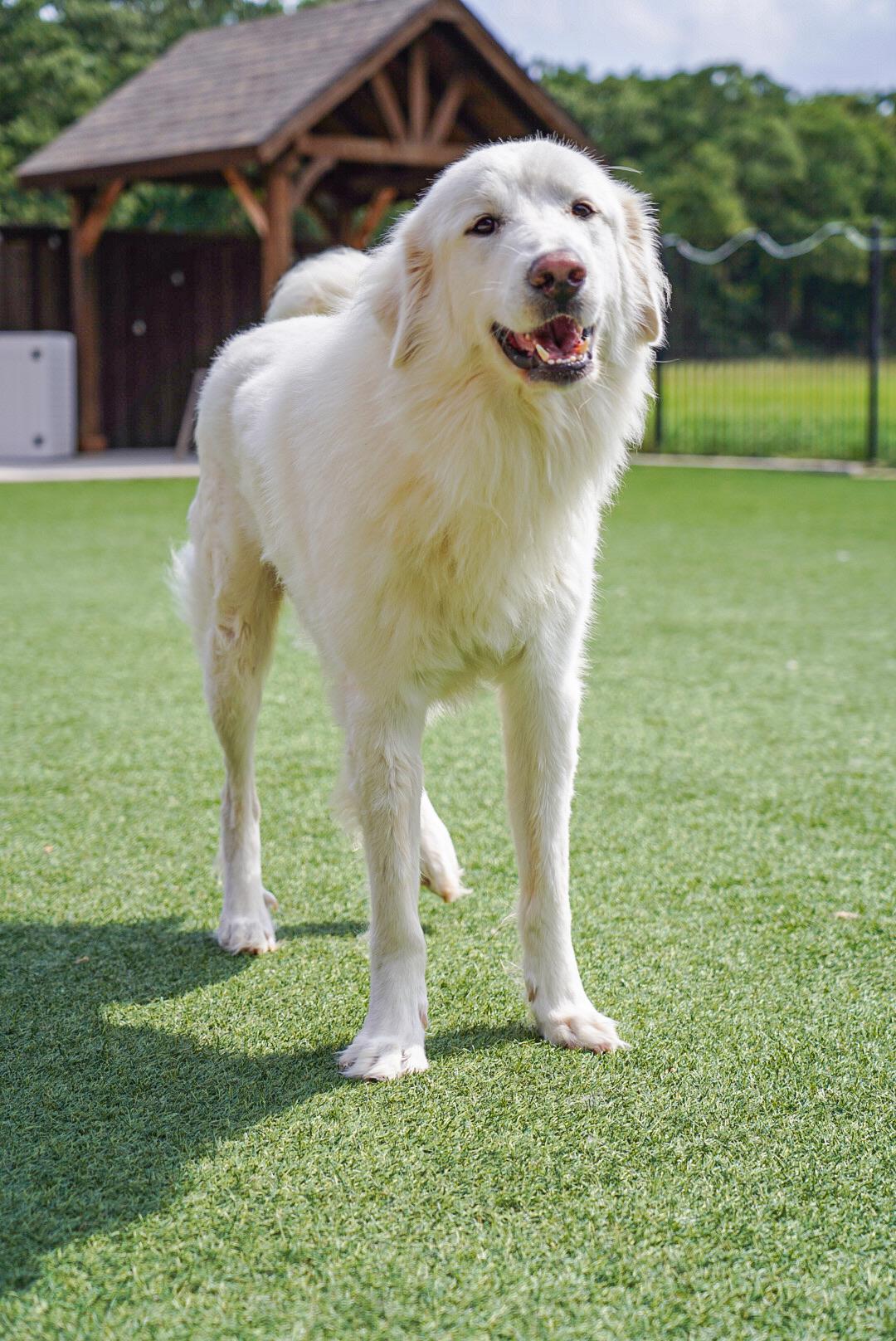 Enlarge Doug, a Adoptable Great Pyrenees in Mckinney, TX image 3/5