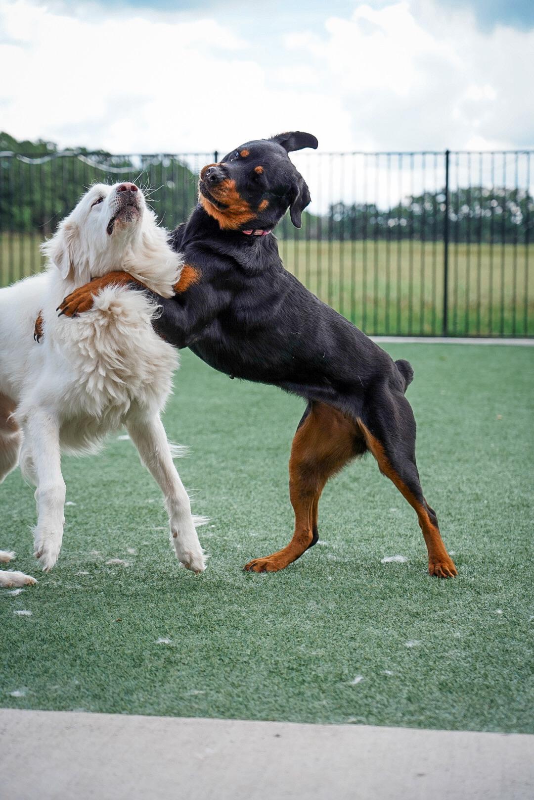 Enlarge Doug, a Adoptable Great Pyrenees in Mckinney, TX image 4/5