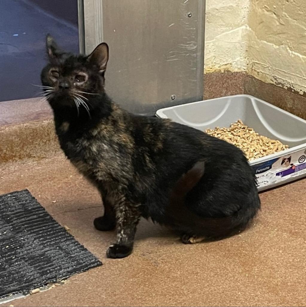 Enlarge Baby, a Adoptable Domestic Short Hair in Los Angeles, CA image 1/6