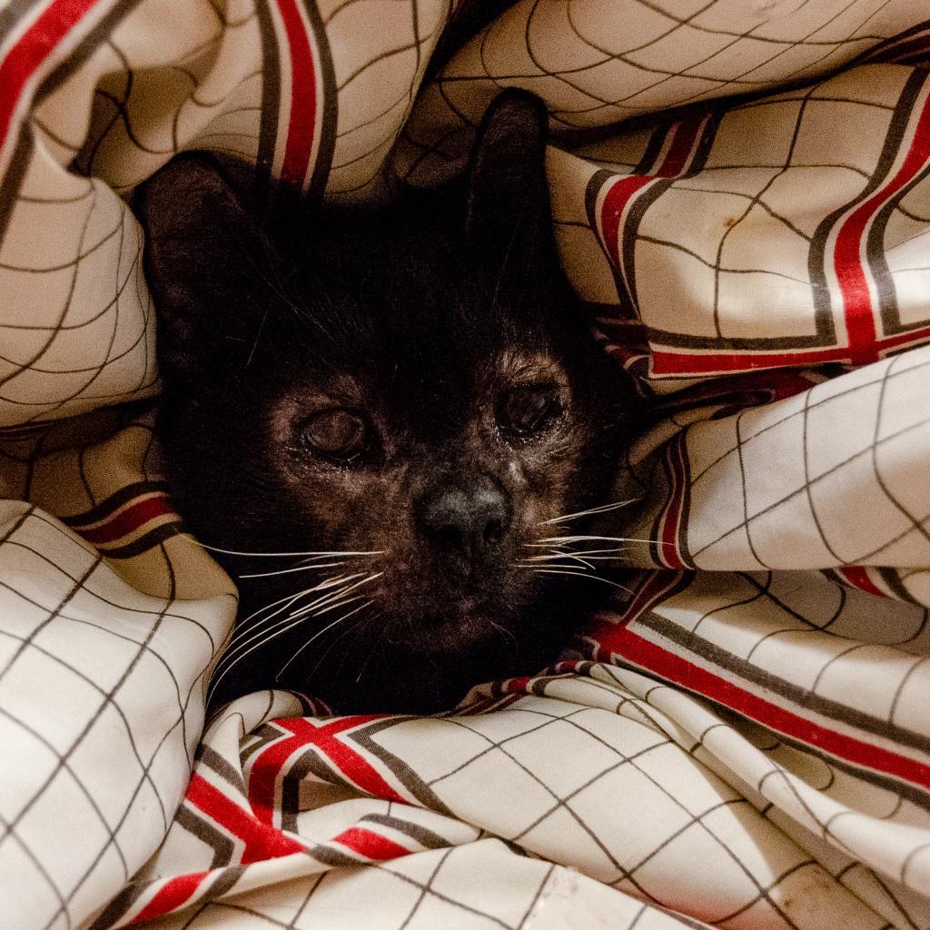 Enlarge Baby, a Adoptable Domestic Short Hair in Los Angeles, CA image 2/6