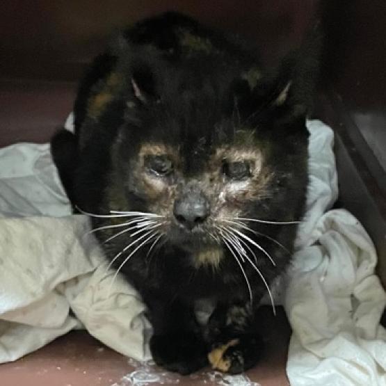Enlarge Baby, a Adoptable Domestic Short Hair in Los Angeles, CA image 3/6
