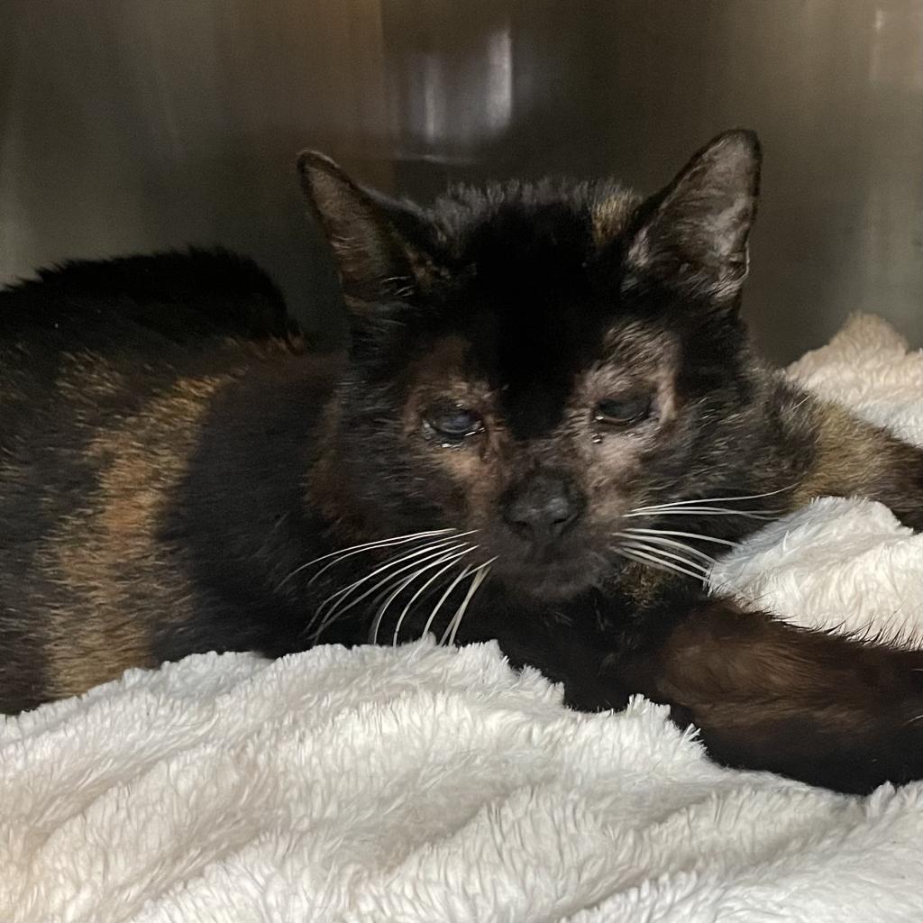 Enlarge Baby, a Adoptable Domestic Short Hair in Los Angeles, CA image 4/6