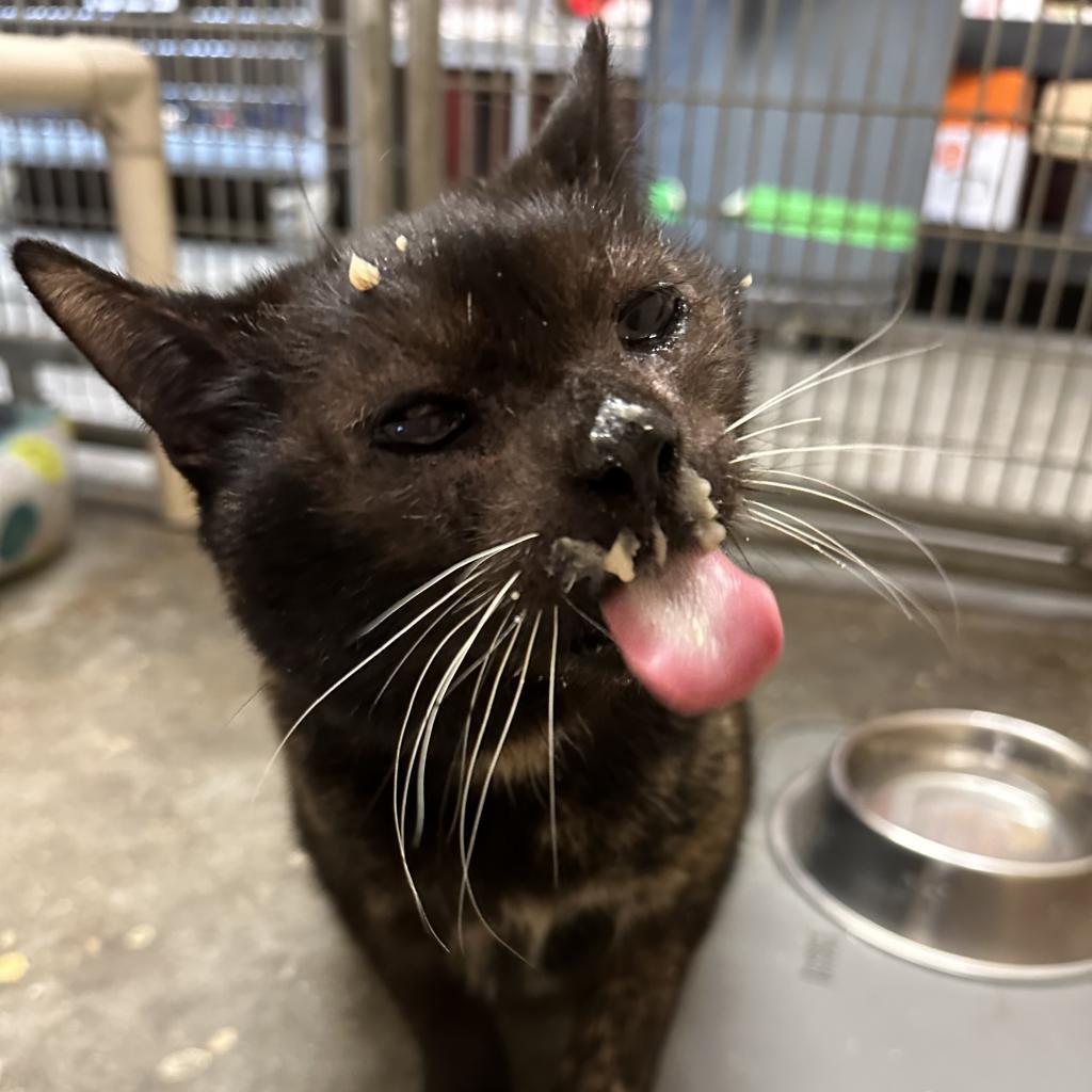 Enlarge Baby, a Adoptable Domestic Short Hair in Los Angeles, CA image 6/6