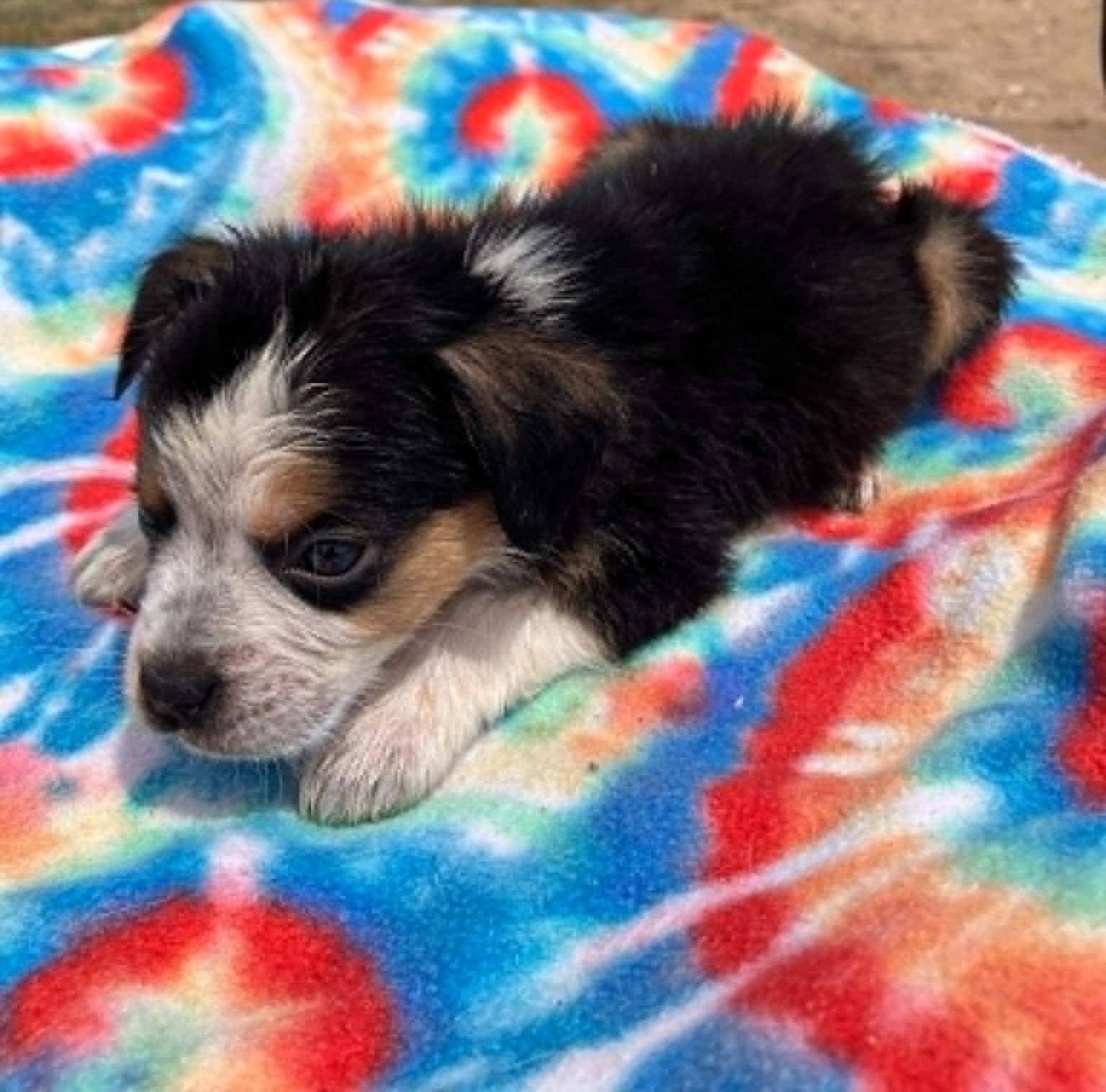 Enlarge Sprout, a ADOPTABLE mixed breed in Temple, TX image 2/4