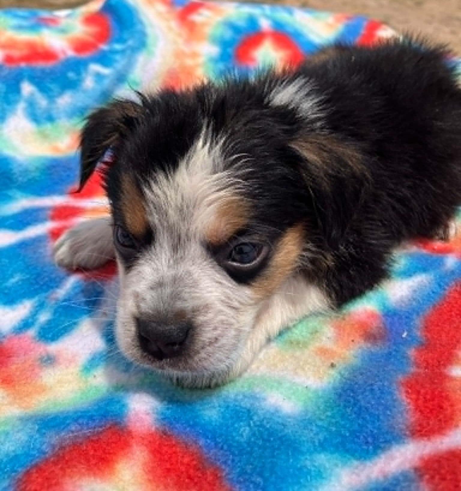 Enlarge Sprout, a ADOPTABLE mixed breed in Temple, TX image 1/4