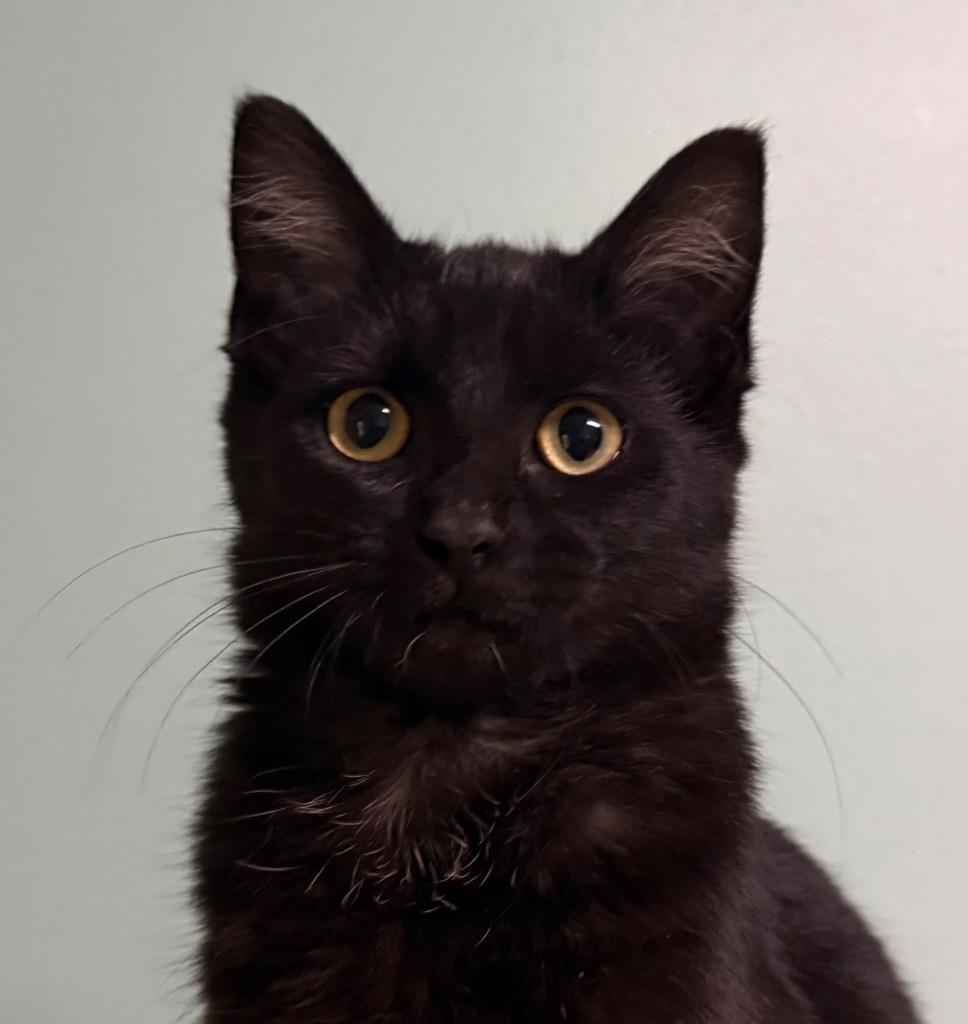 Enlarge Carla, a Adoptable Domestic Short Hair in Amery, WI image 1/3