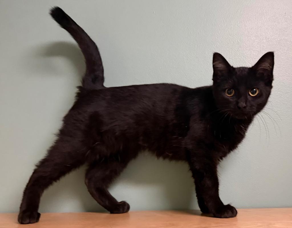 Enlarge Carla, a Adoptable Domestic Short Hair in Amery, WI image 3/3