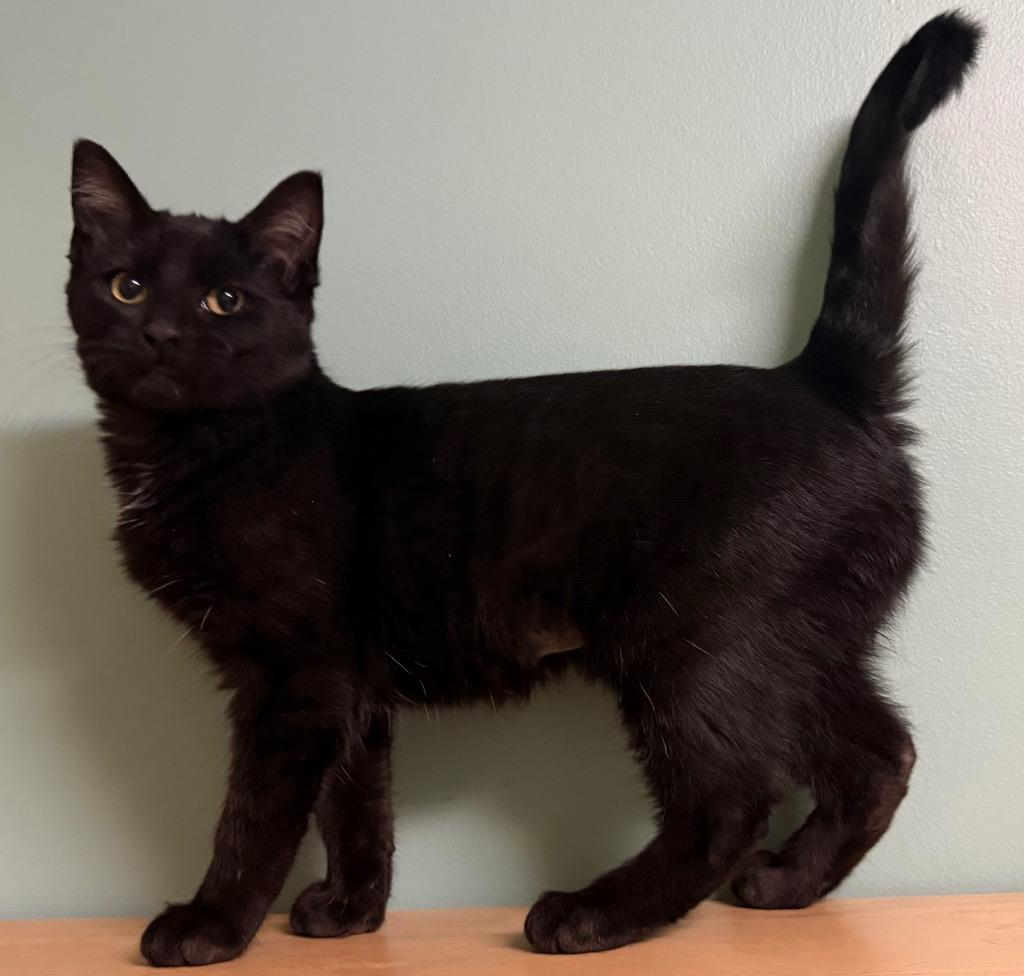 Enlarge Carla, a Adoptable Domestic Short Hair in Amery, WI image 2/3