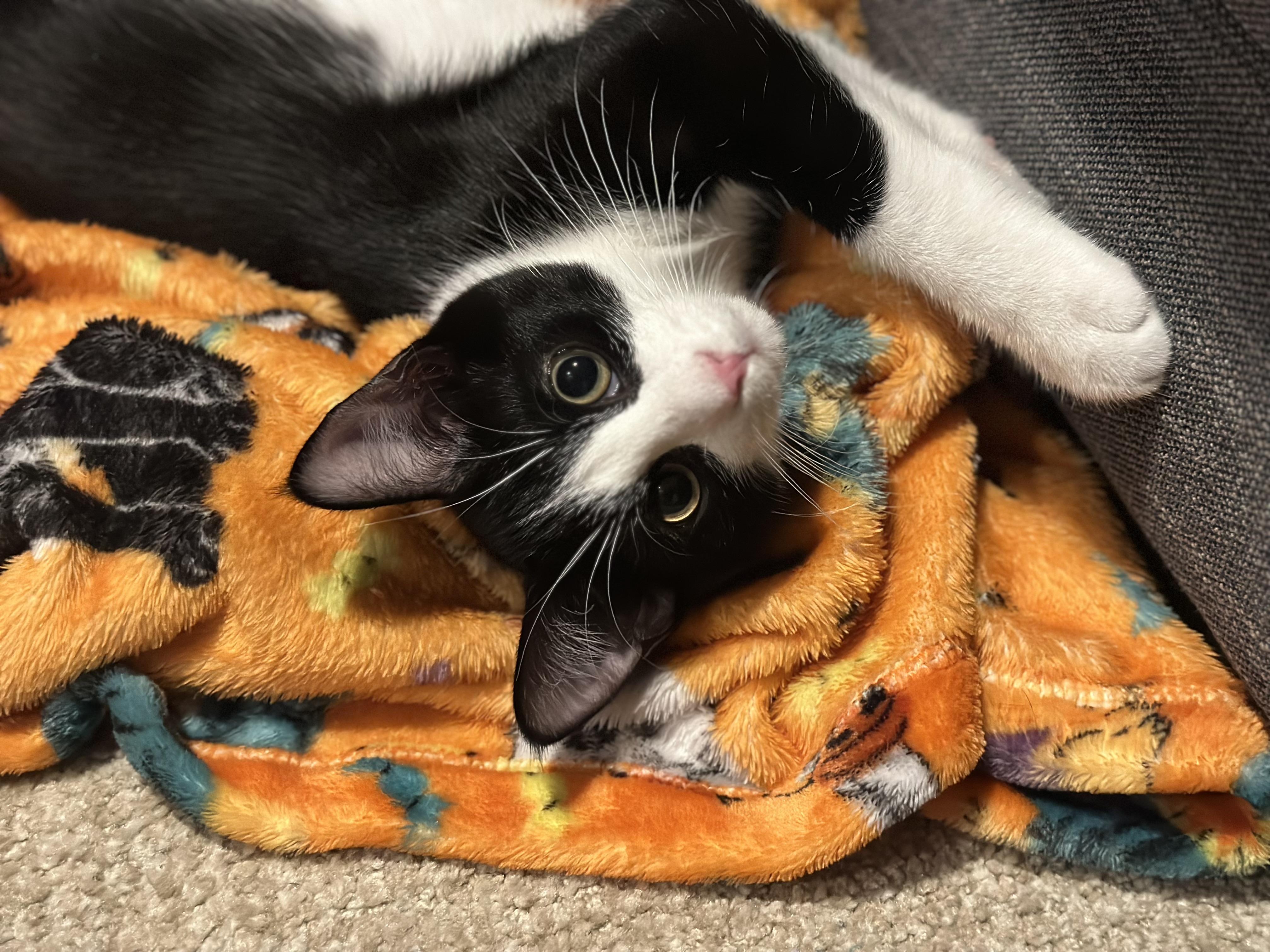 Pi, a Adoptable Domestic Short Hair in Sartell, MN image 1/2