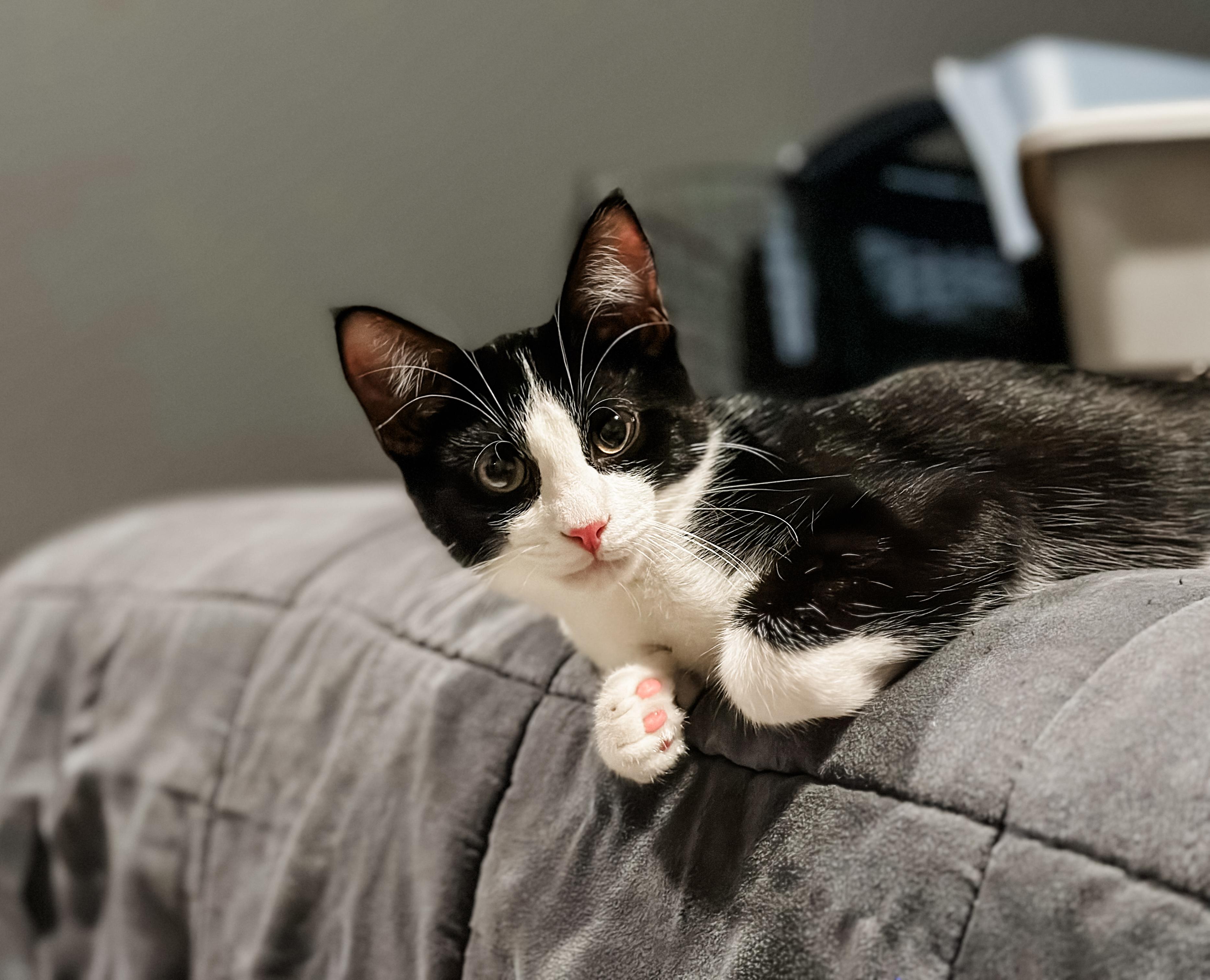 Pi, a Adoptable Domestic Short Hair in Sartell, MN image 2/2