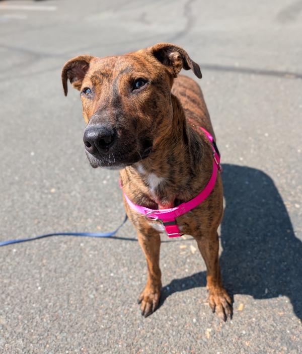 Seymour, Adoptable, Young Male Plott Hound & Boxer.