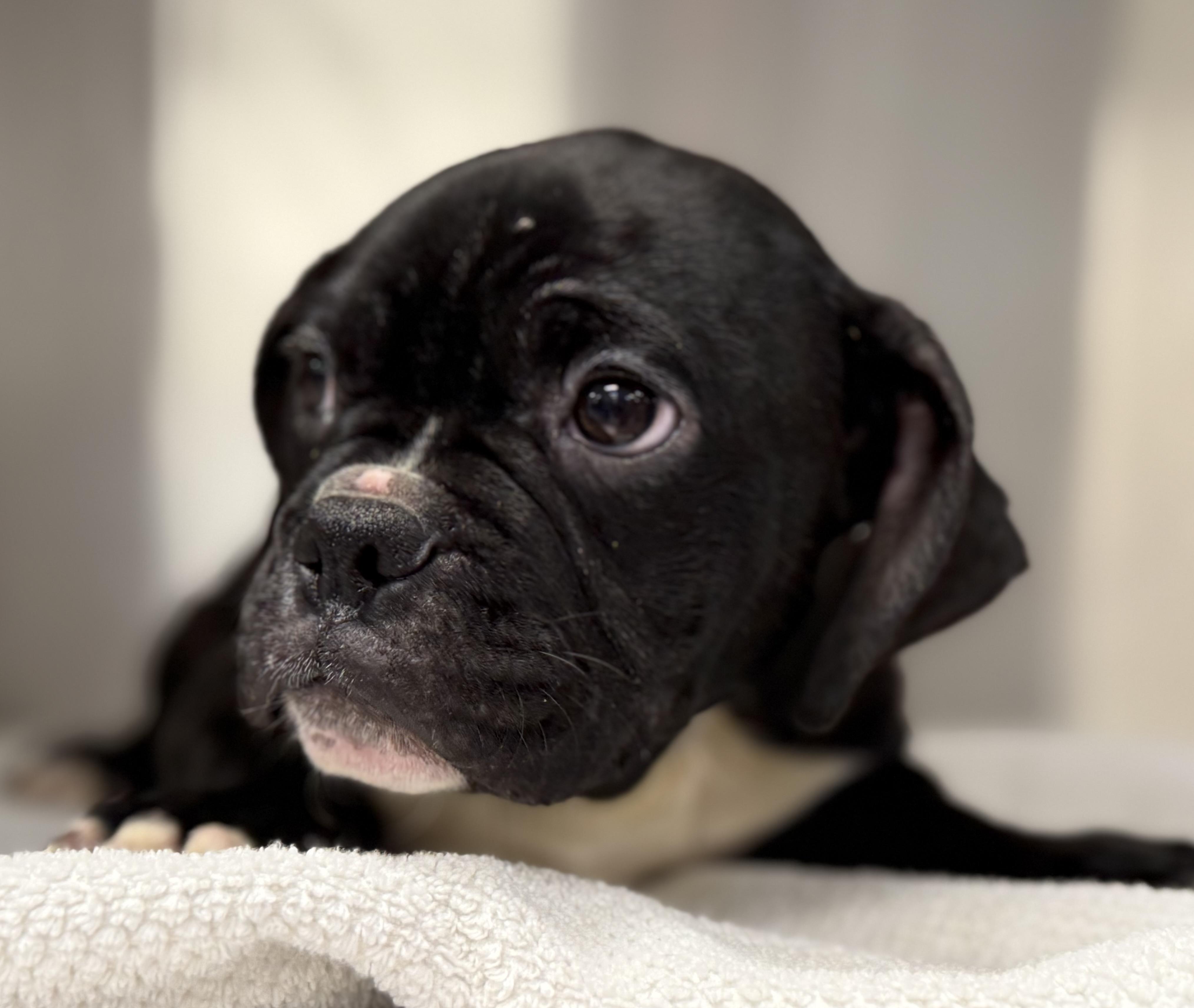 Enlarge Rocky , a ADOPTABLE mixed breed in Milford, CT image 4/6