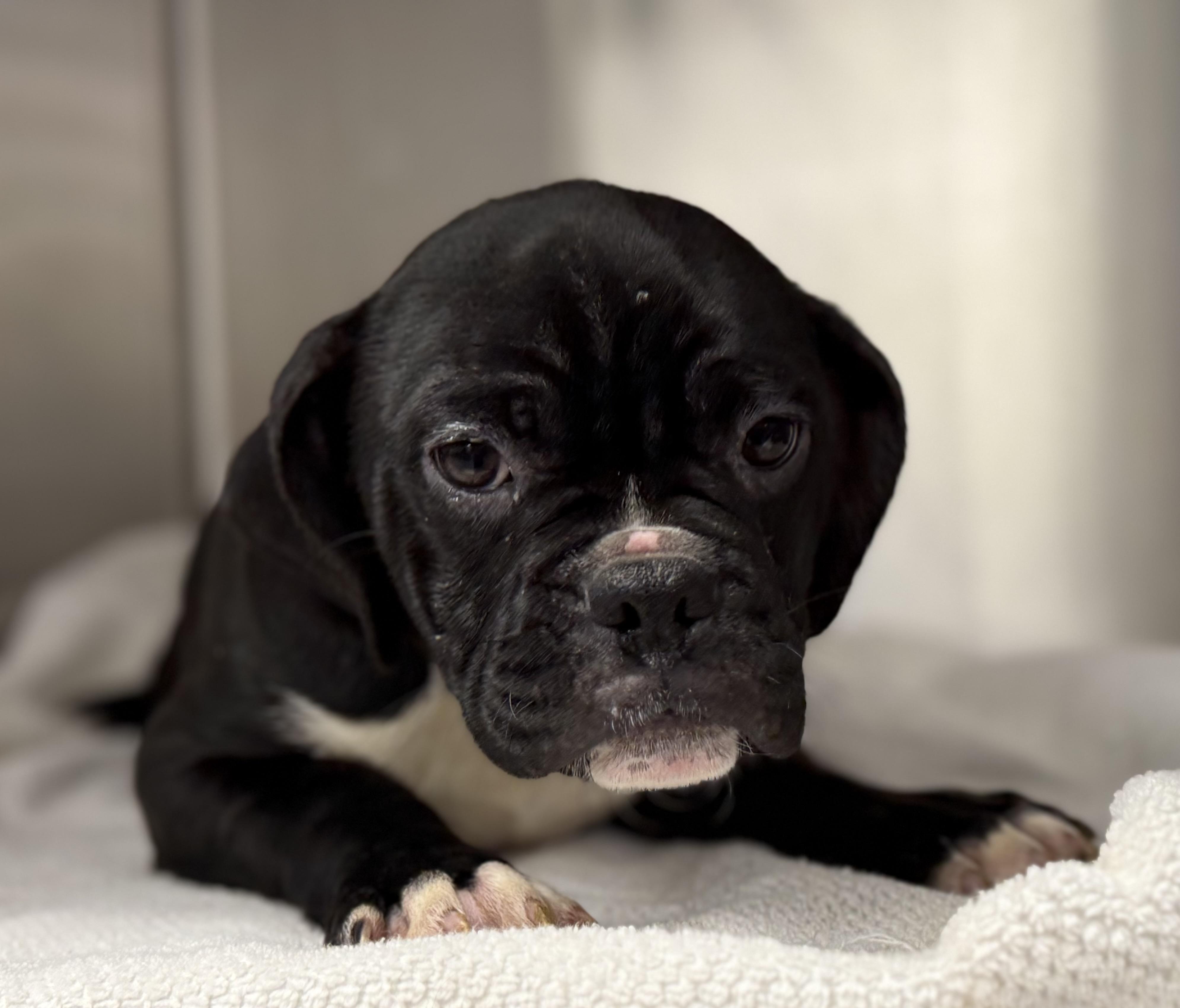 Rocky , ADOPTABLE, Puppy Male Puggle & Boston Terrier.