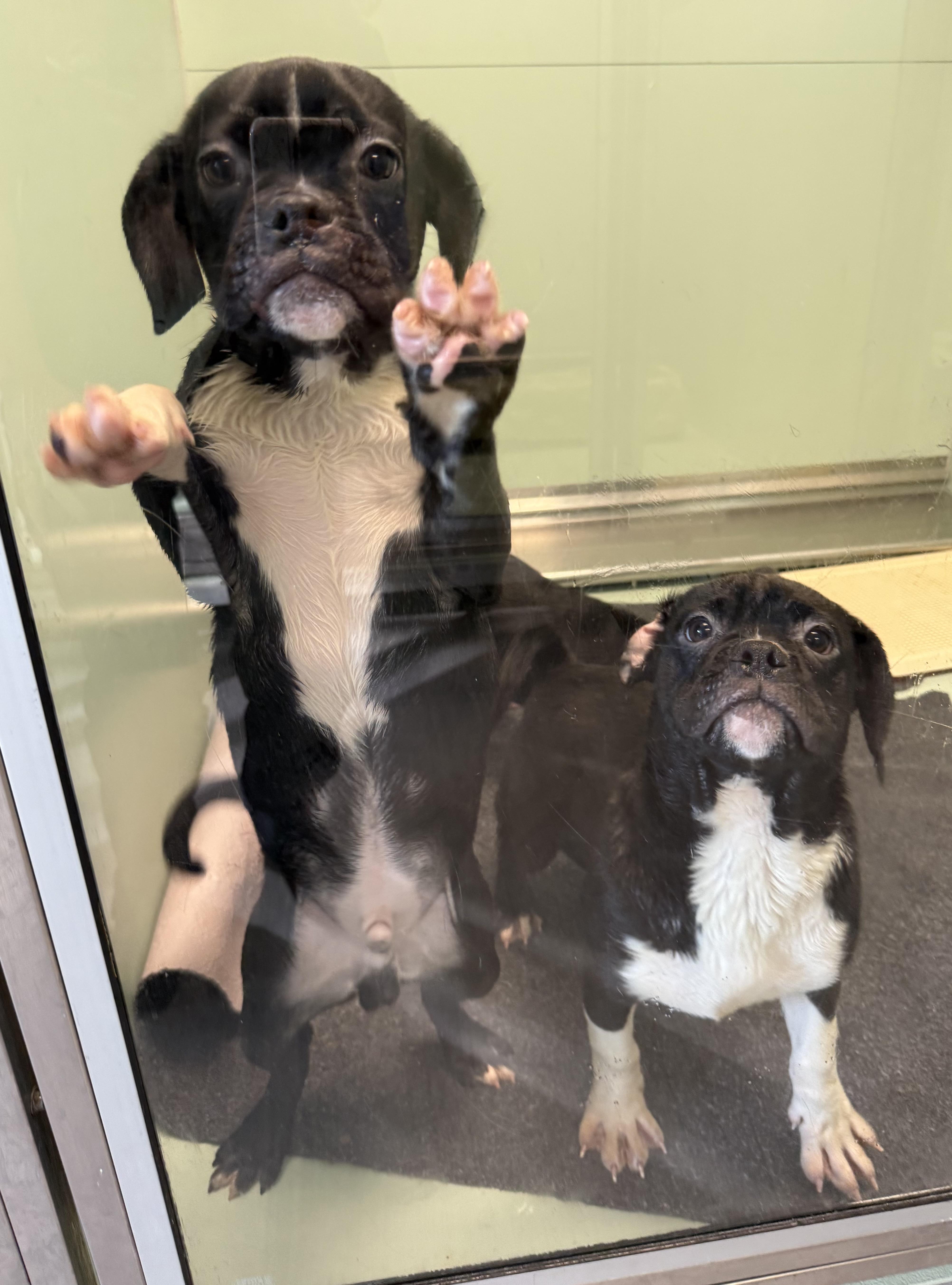 Enlarge Rocky , a ADOPTABLE mixed breed in Milford, CT image 6/6