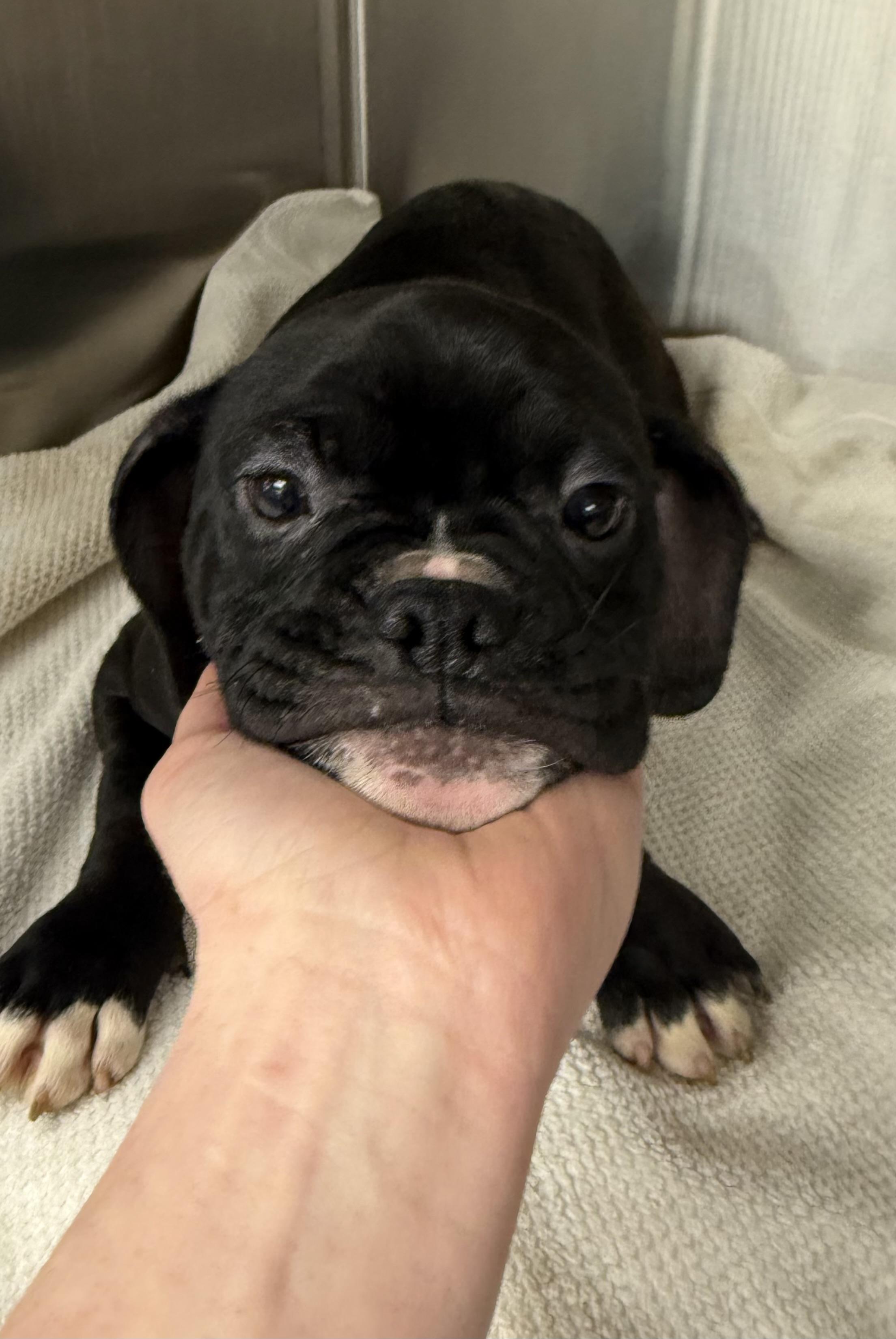Enlarge Rocky , a ADOPTABLE mixed breed in Milford, CT image 5/6