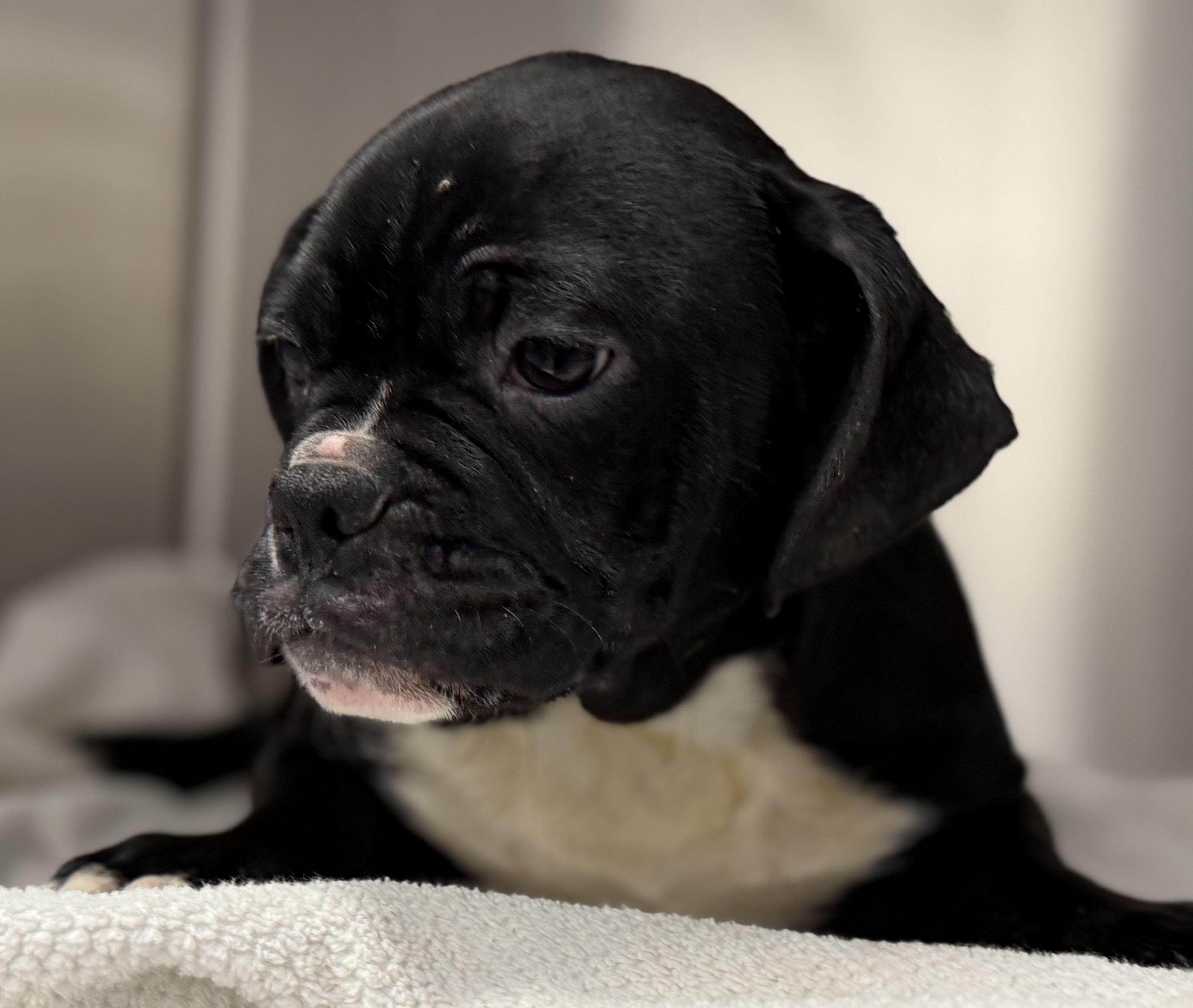 Enlarge Rocky , a ADOPTABLE mixed breed in Milford, CT image 3/6